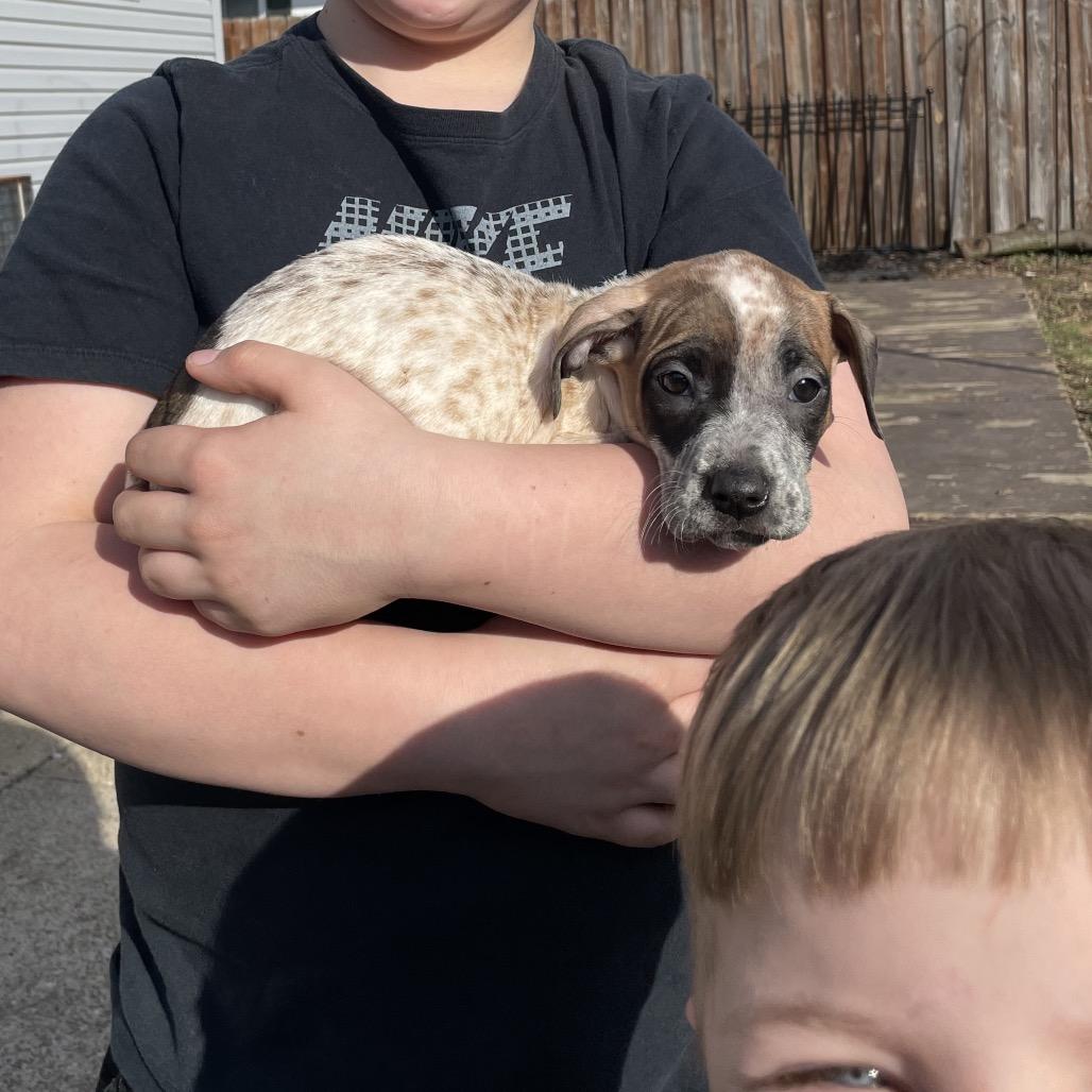 Enlarge Salsa, a Adoptable mixed breed in Avon, OH image 4/6