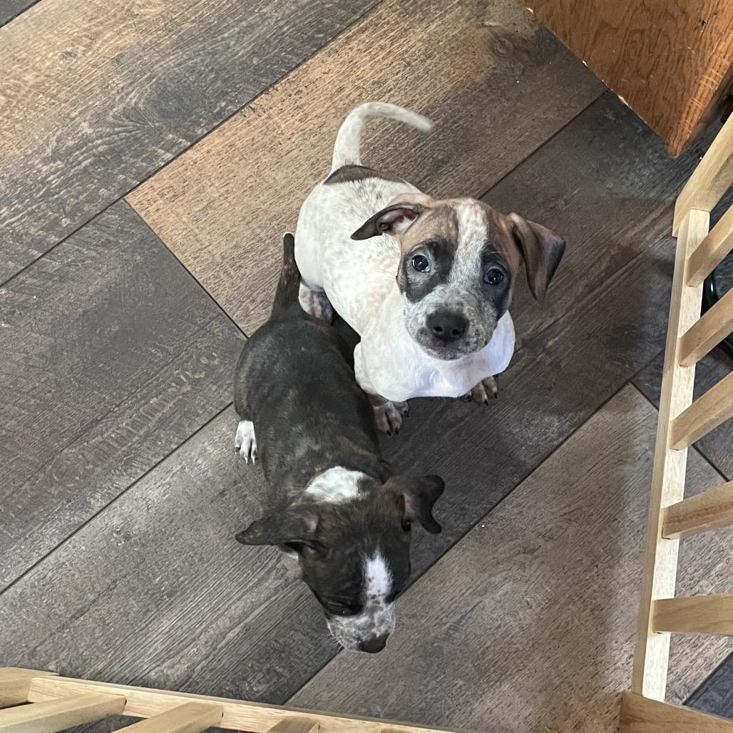 Enlarge Salsa, a Adoptable mixed breed in Avon, OH image 5/6