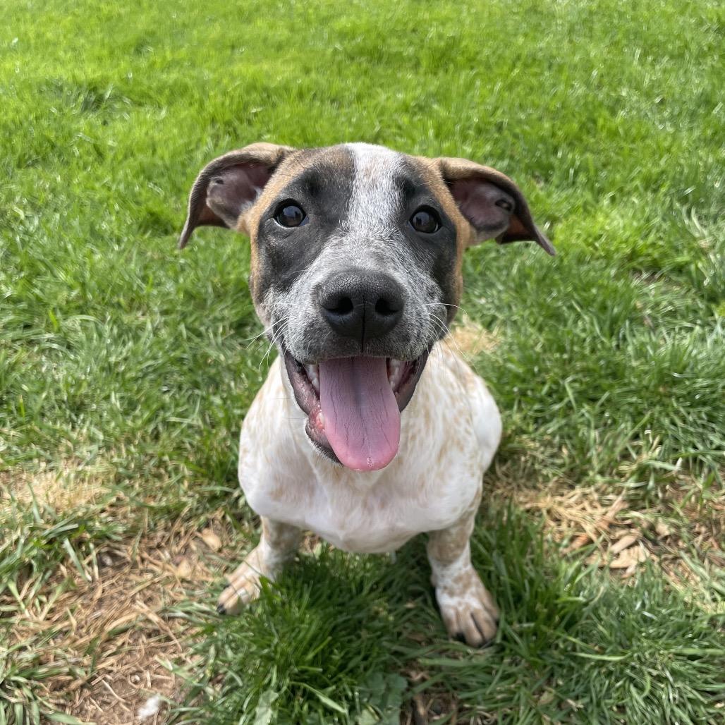 Enlarge Salsa, a Adoptable mixed breed in Avon, OH image 1/6
