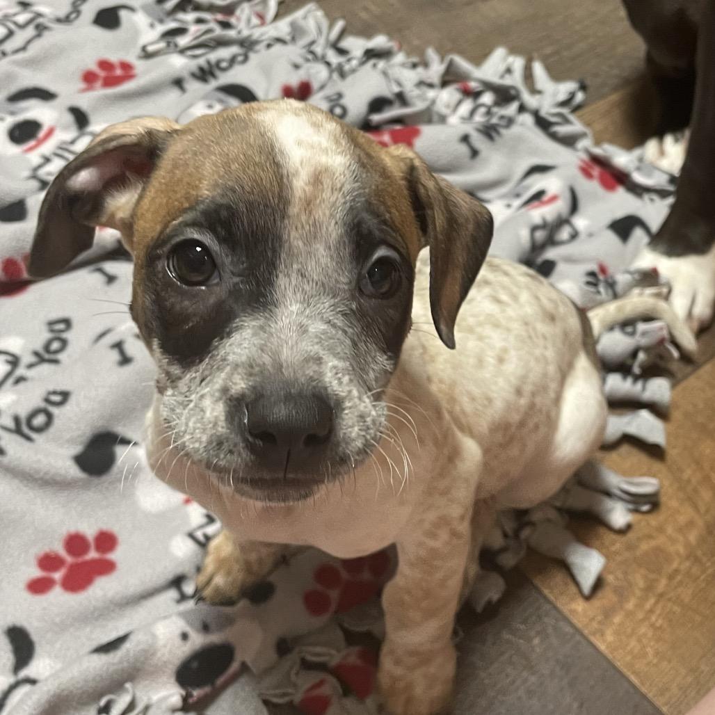 Enlarge Salsa, a Adoptable mixed breed in Avon, OH image 6/6