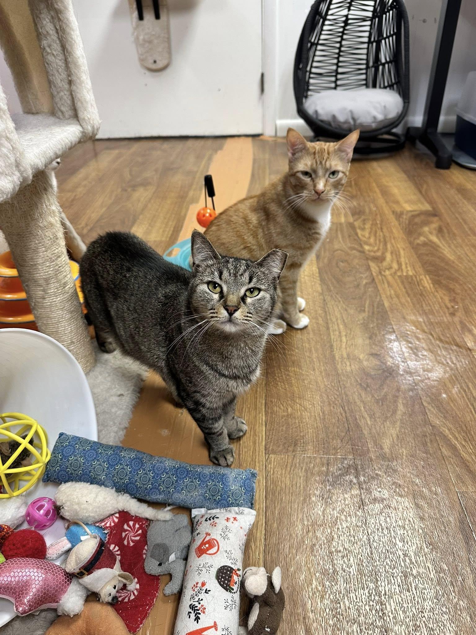Enlarge Blaze & Shirley, a Adoptable Domestic Short Hair in McDonald, PA image 1/2
