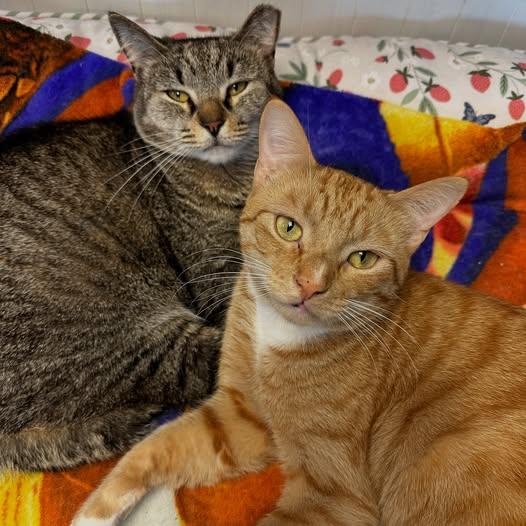 Enlarge Blaze & Shirley, a Adoptable Domestic Short Hair in McDonald, PA image 2/2