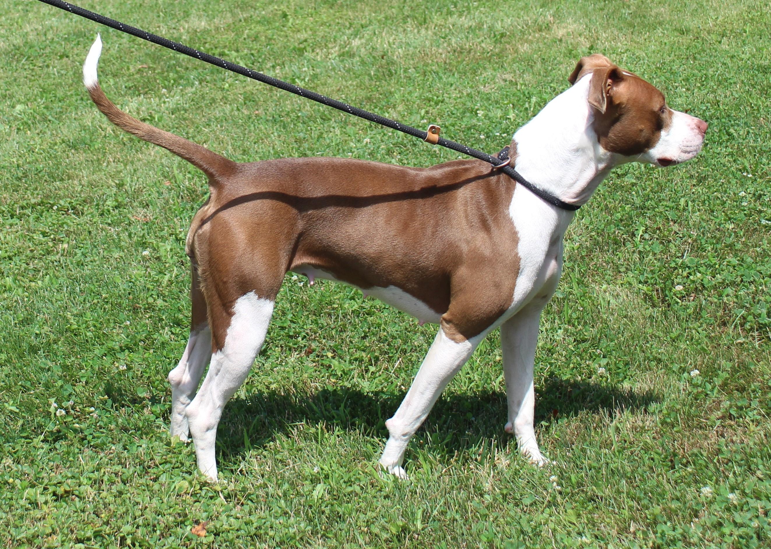 Jewels (12083), a ADOPTABLE mixed breed in Heath, OH image 3/3