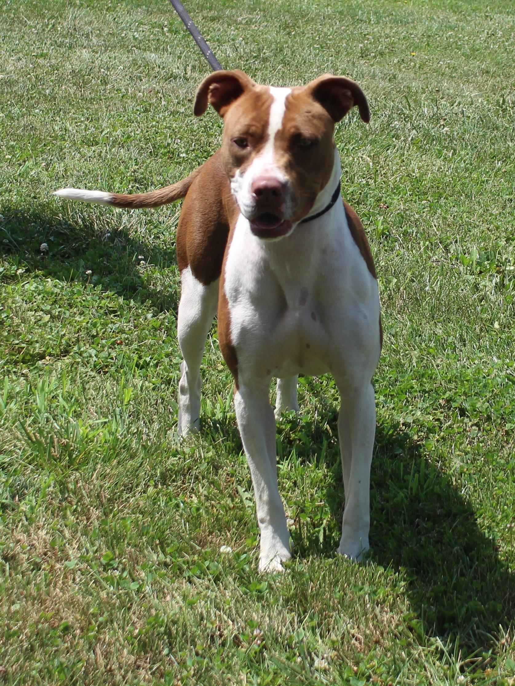 Jewels (12083), a ADOPTABLE mixed breed in Heath, OH image 2/3