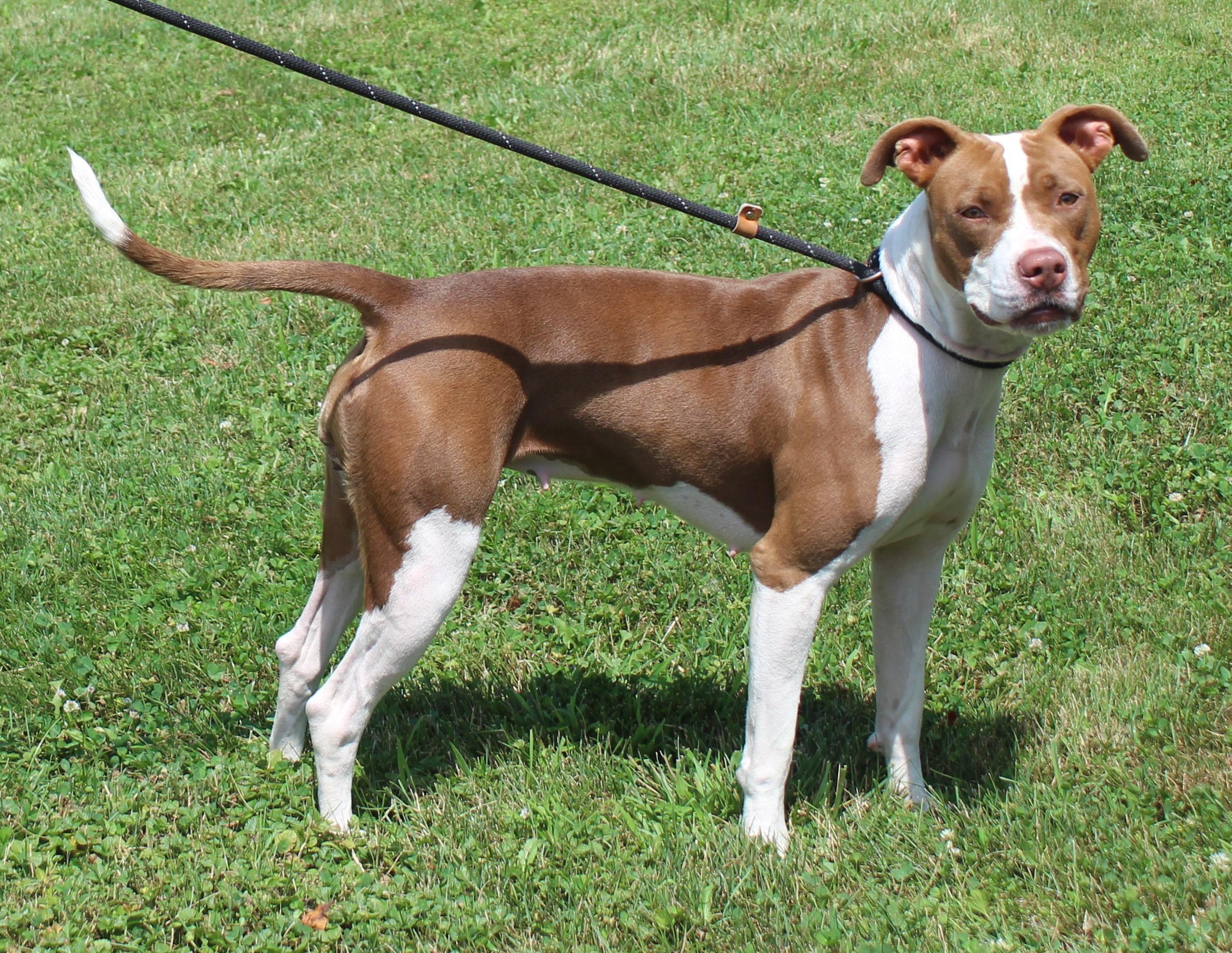 Jewels (12083), a ADOPTABLE mixed breed in Heath, OH image 1/3