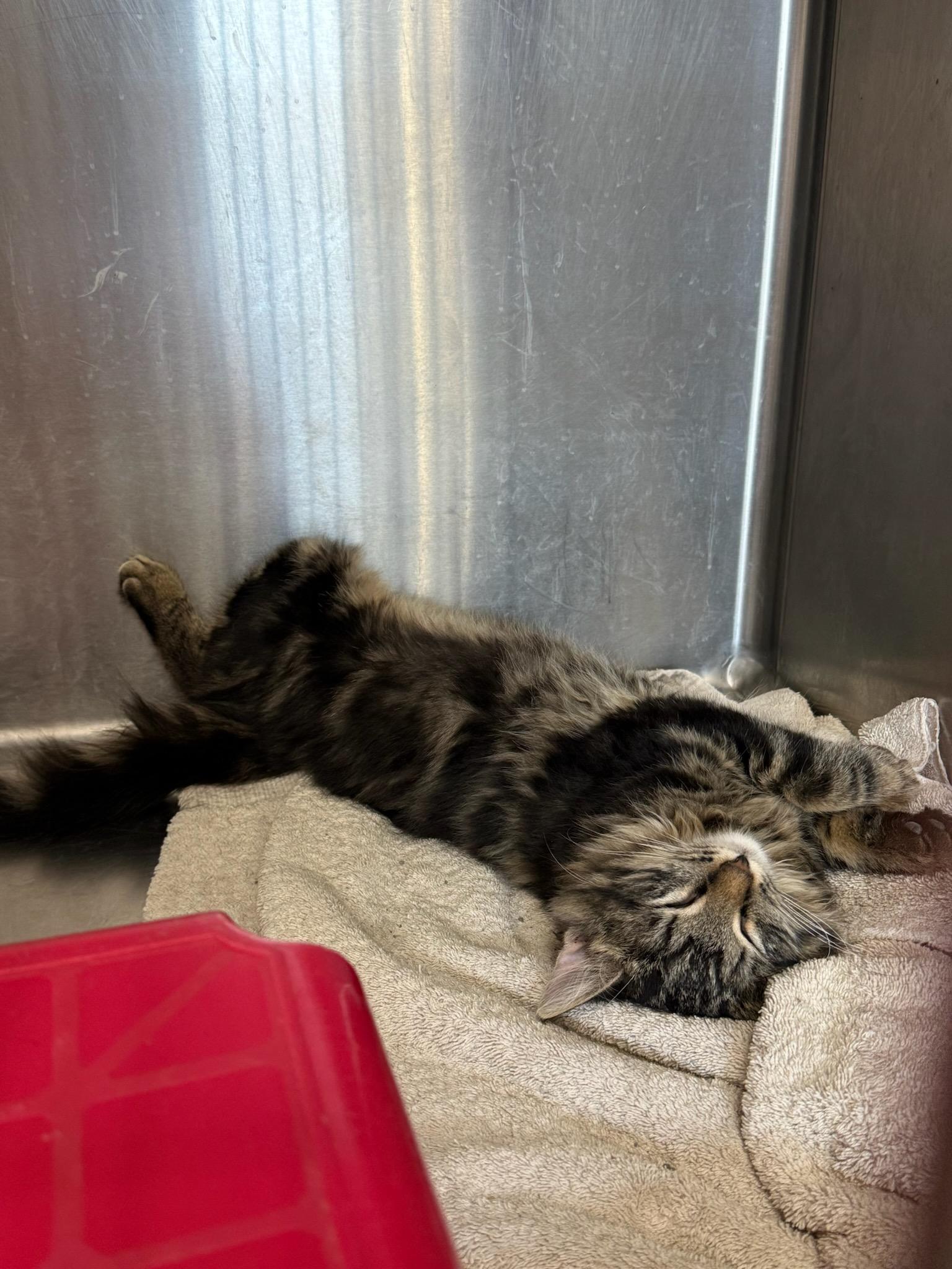 Magellan, a ADOPTABLE Domestic Long Hair in Cottonwood, MN image 2/3