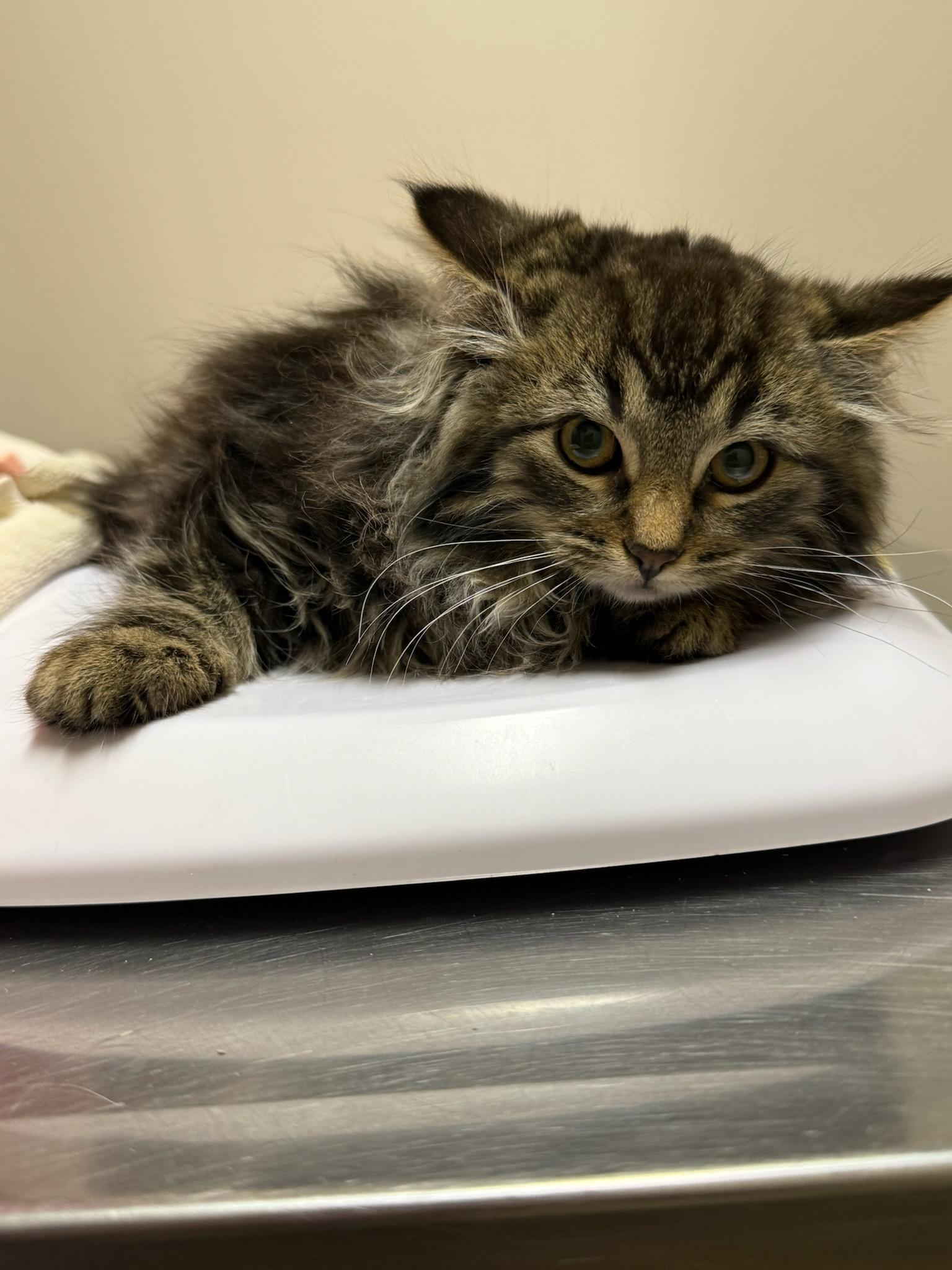 Magellan, ADOPTABLE, Young Male Domestic Long Hair.