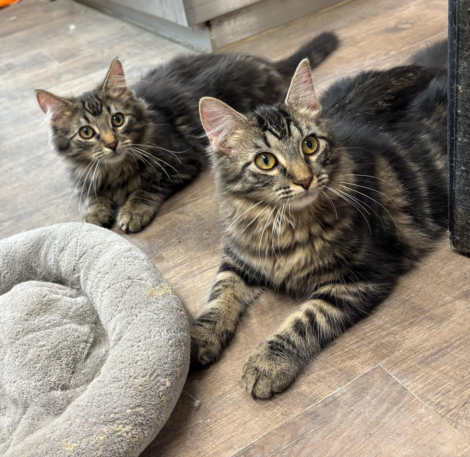 Magellan, a ADOPTABLE Domestic Long Hair in Cottonwood, MN image 3/3