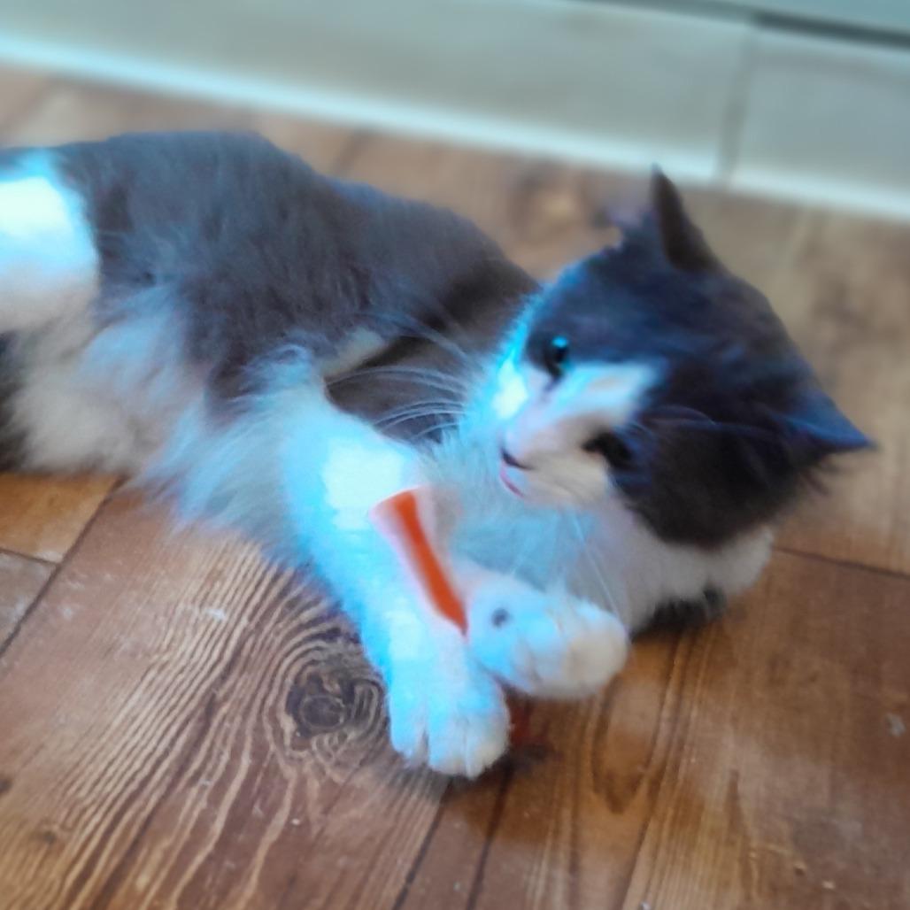 Enlarge Barack, a Adoptable Domestic Long Hair in Calverton, NY image 1/3