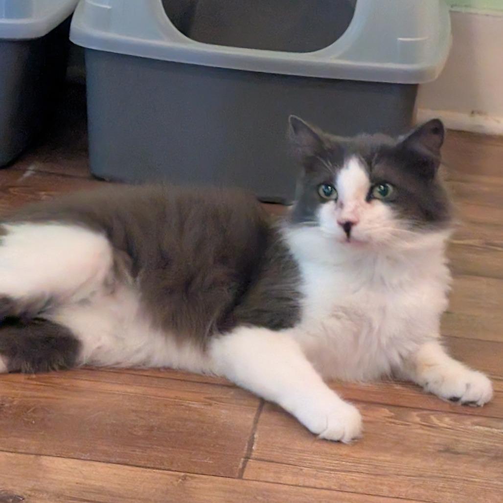 Barack, Adoptable, Adult Male Domestic Long Hair.