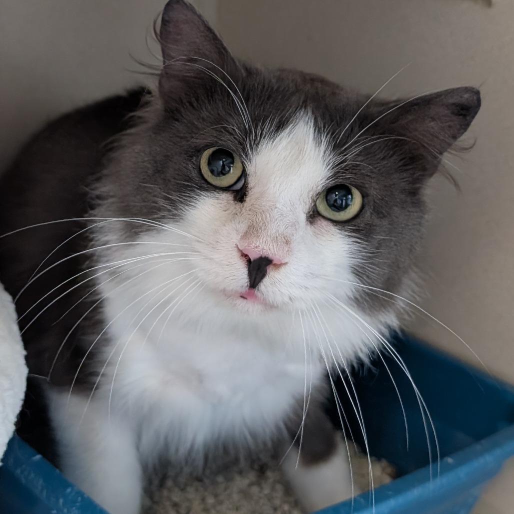 Enlarge Barack, a Adoptable Domestic Long Hair in Calverton, NY image 2/2