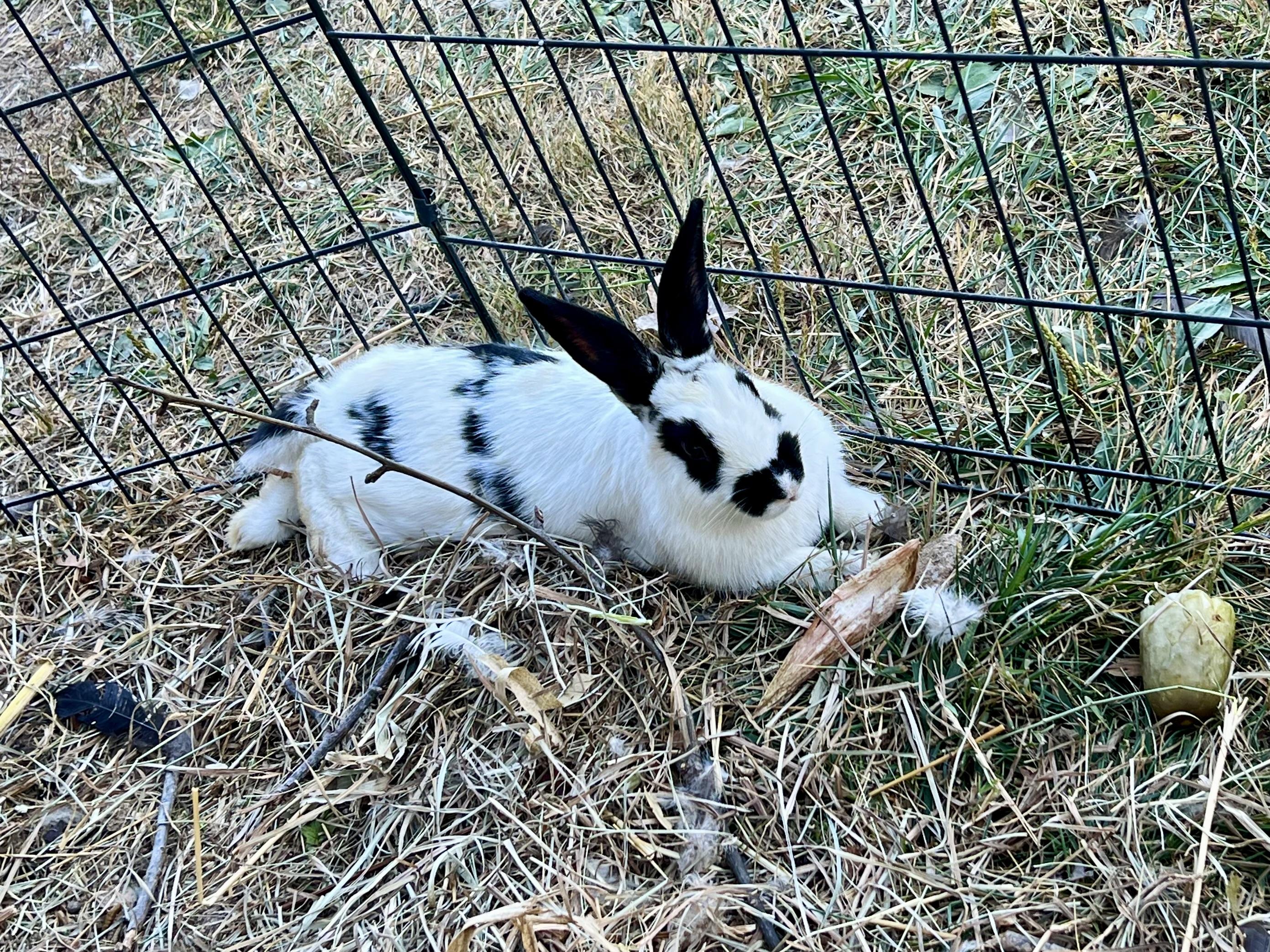 Enlarge oreo, a Adoptable mixed breed in Matthews, IN image 5/6