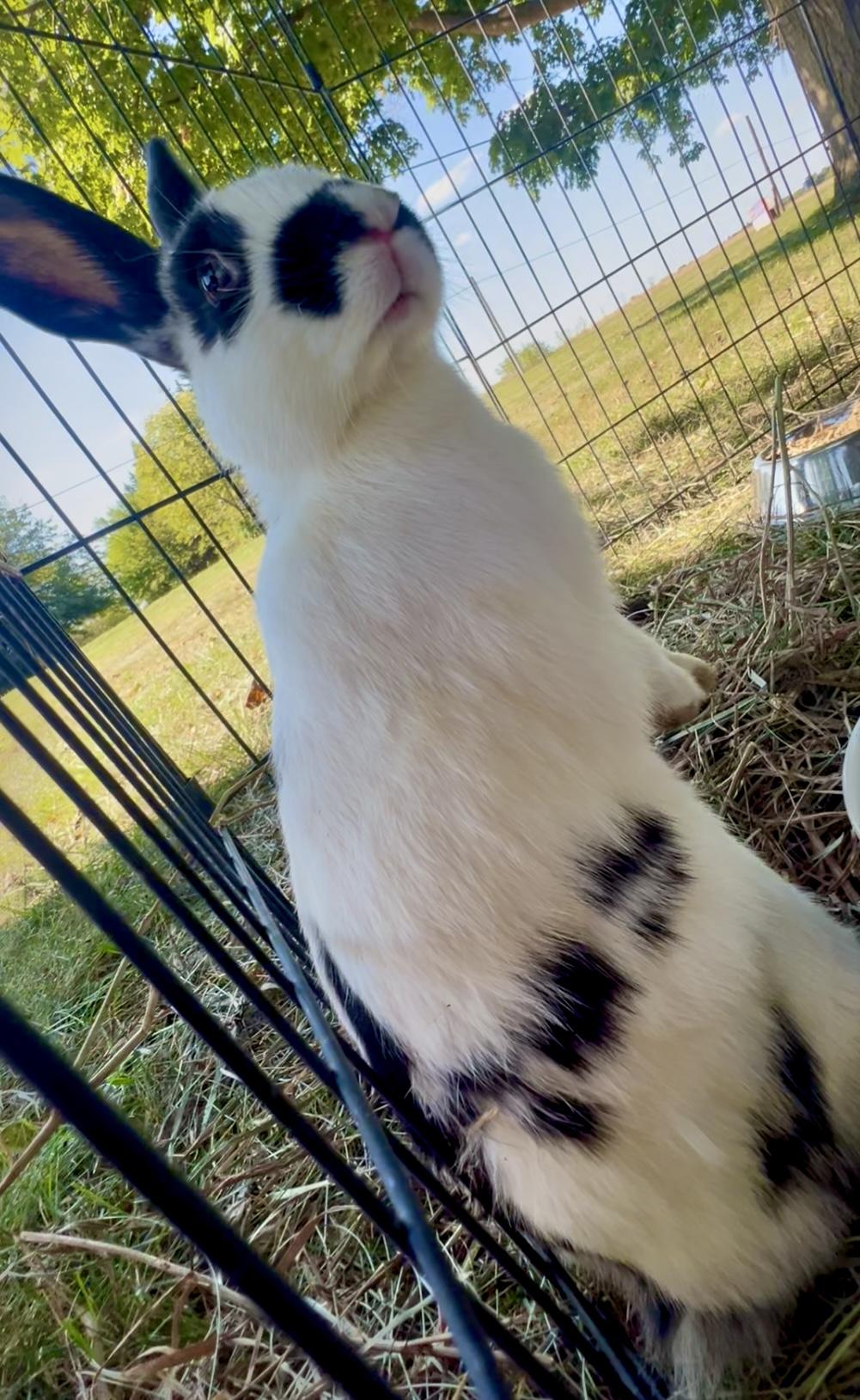 oreo, Adoptable, Young Female Bunny Rabbit.