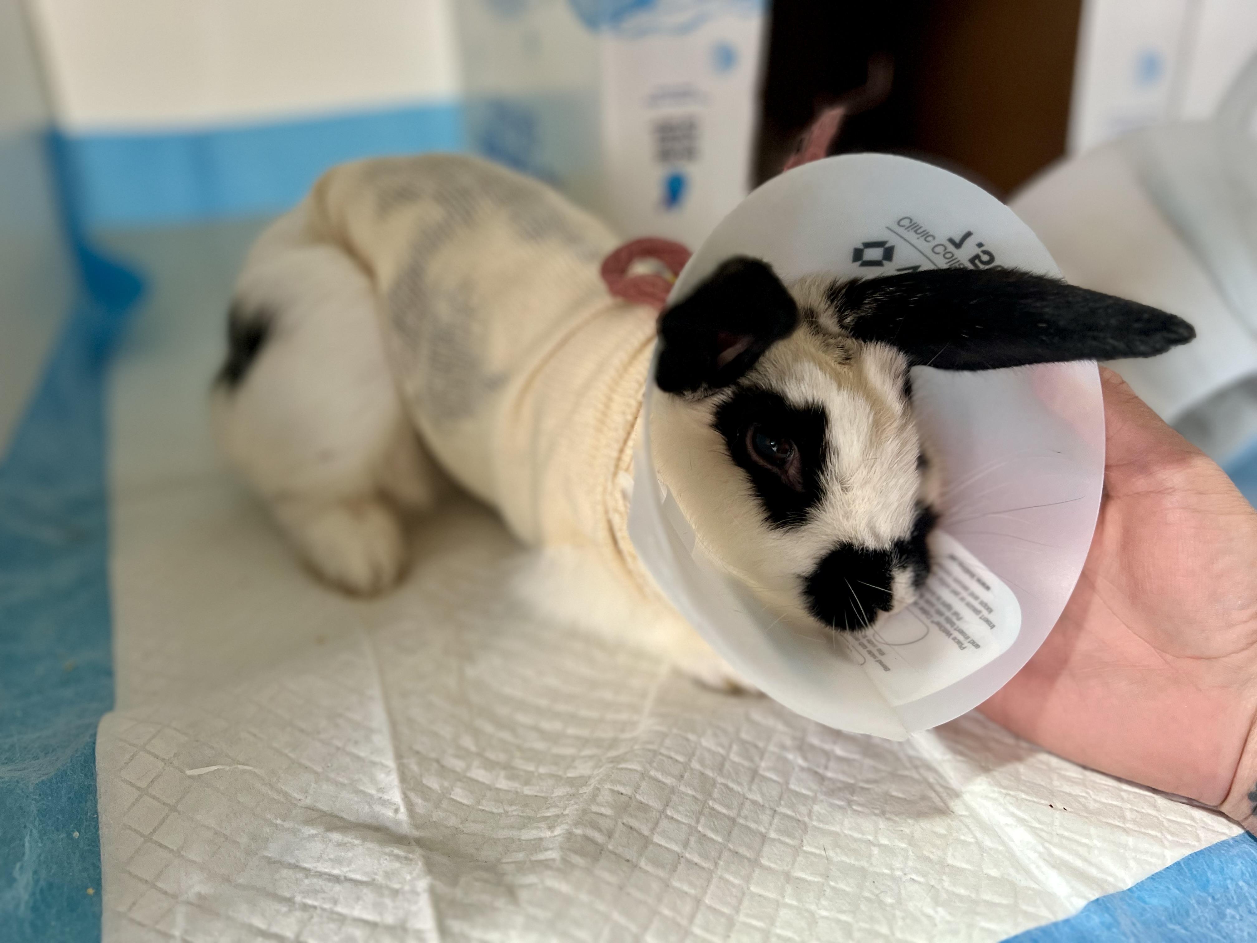 Enlarge oreo, a Adoptable mixed breed in Matthews, IN image 3/6