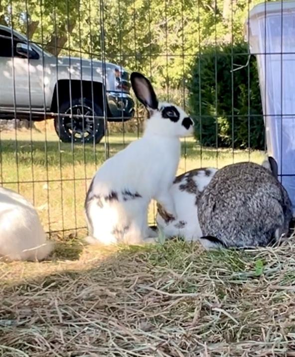 Enlarge oreo, a Adoptable mixed breed in Matthews, IN image 4/6