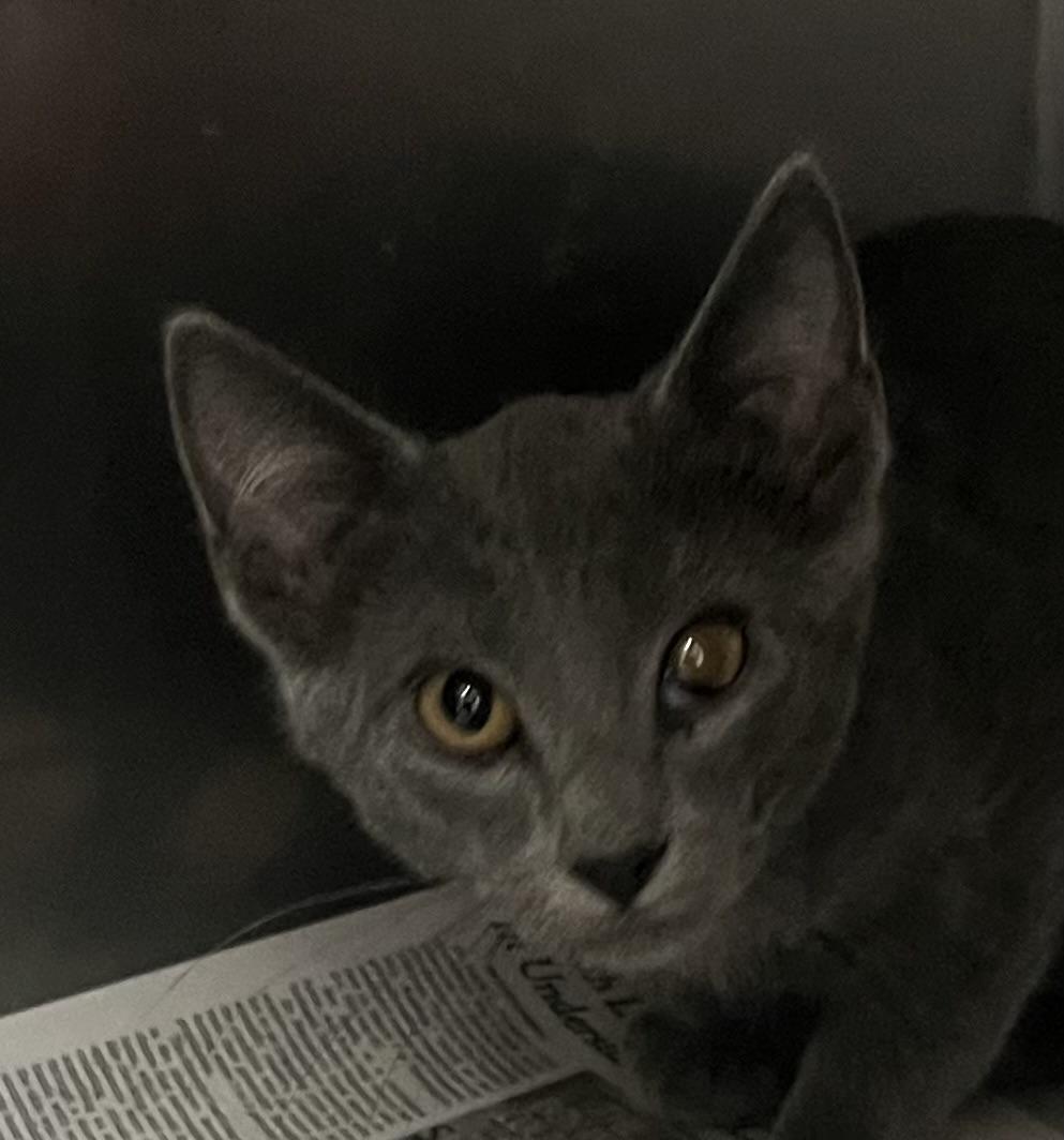 Enlarge Jasper, a ADOPTABLE Domestic Short Hair in Independence, MO image 2/4