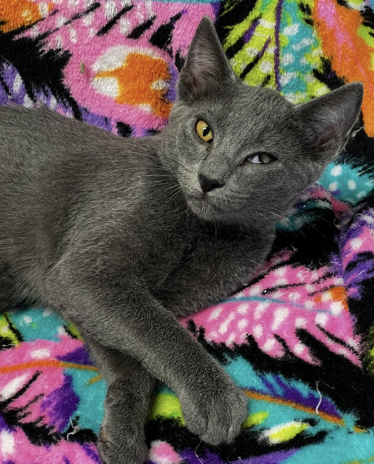 Enlarge Jasper, a ADOPTABLE Domestic Short Hair in Independence, MO image 4/4