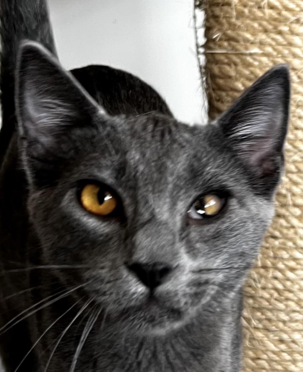 Jasper, ADOPTABLE, Young Male Domestic Short Hair.