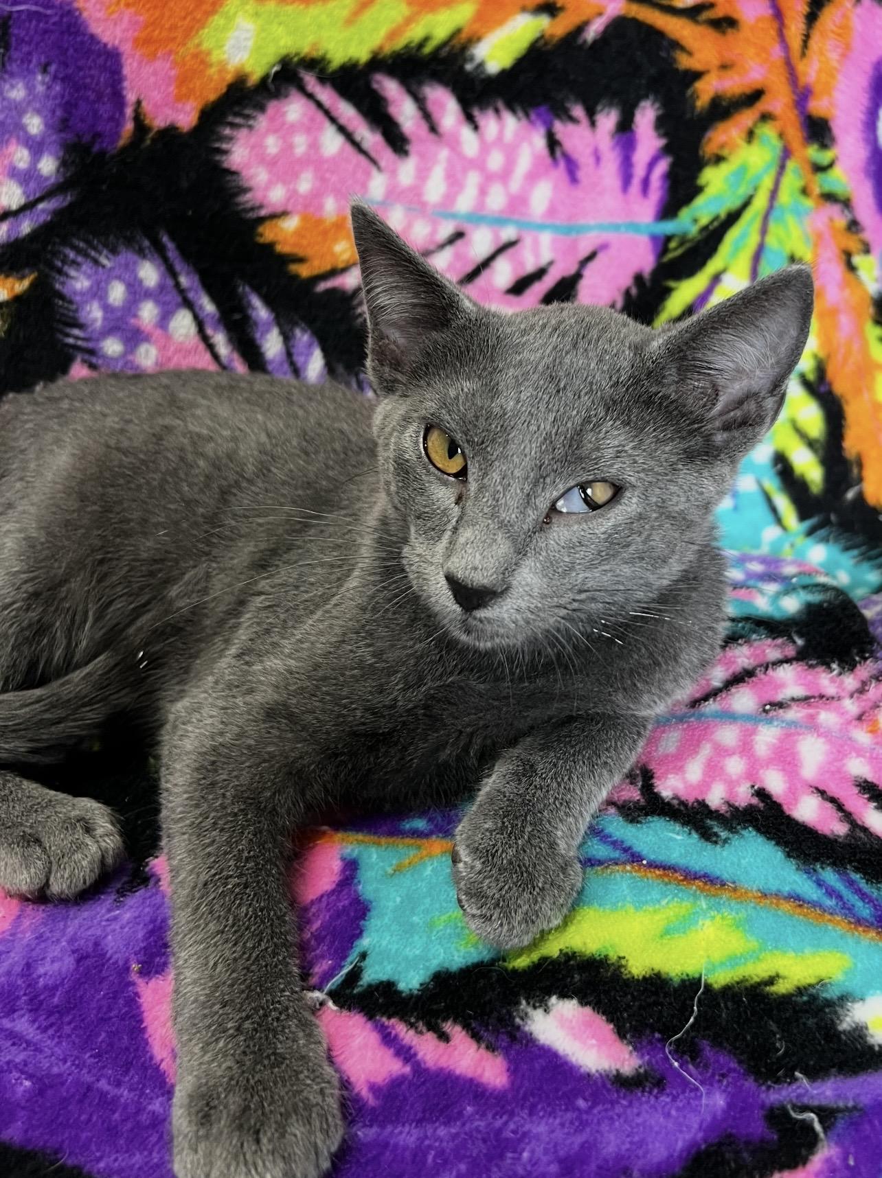 Jasper, ADOPTABLE, Kitten Male Domestic Short Hair.