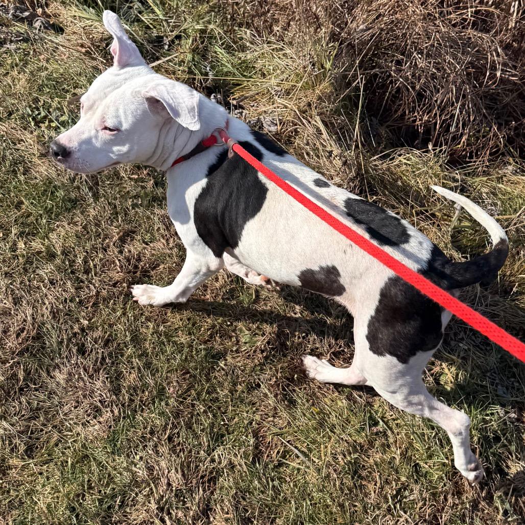 Enlarge Oreo McFlurry, a Adoptable Pit Bull Terrier in York, PA image 2/6