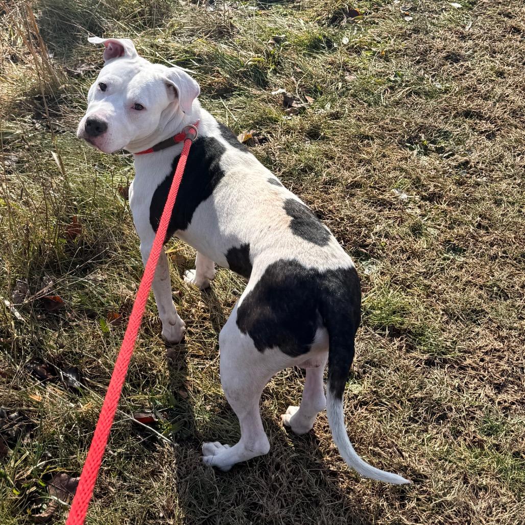Enlarge Oreo McFlurry, a Adoptable Pit Bull Terrier in York, PA image 3/6