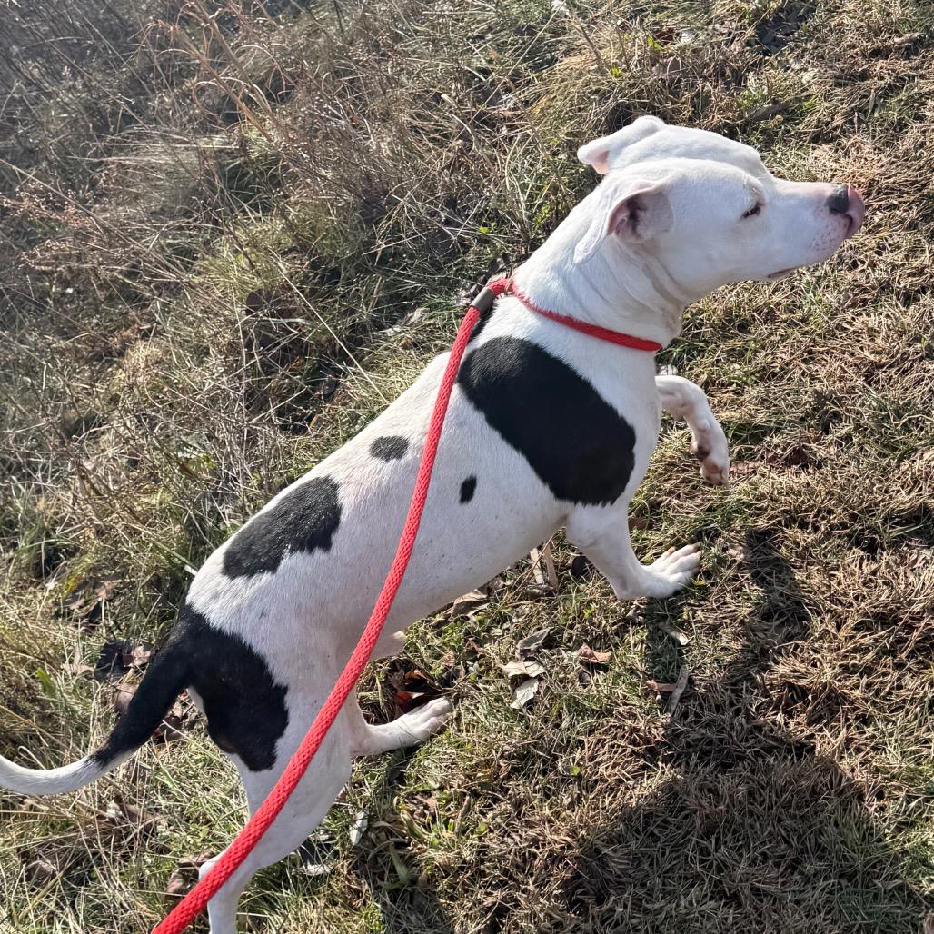 Enlarge Oreo McFlurry, a Adoptable Pit Bull Terrier in York, PA image 5/6