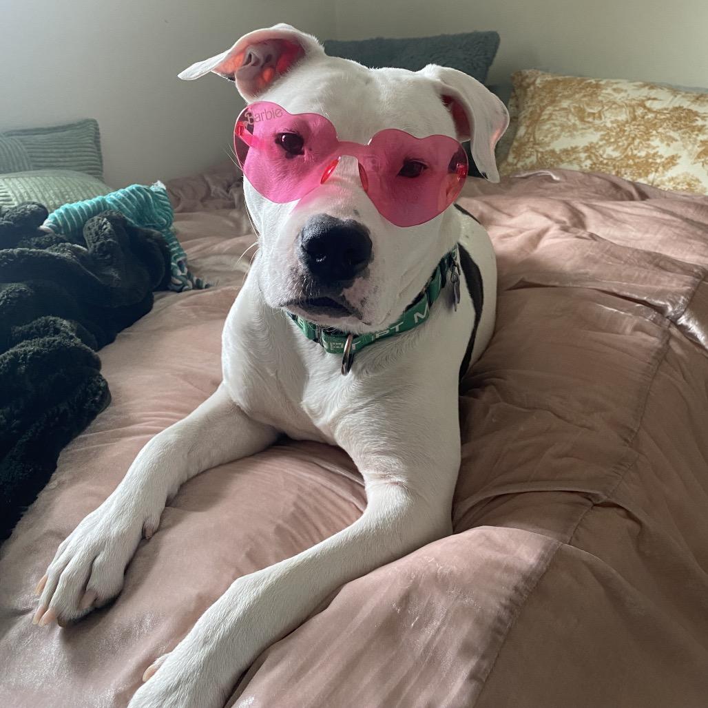 Enlarge Oreo McFlurry, a Adoptable Pit Bull Terrier in York, PA image 6/6