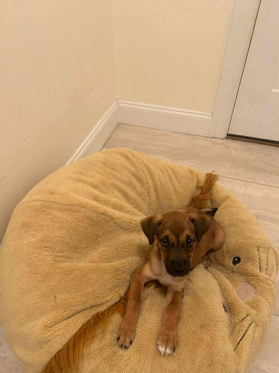 Violet, Adoptable, Puppy Female Hound & Labrador Retriever.
