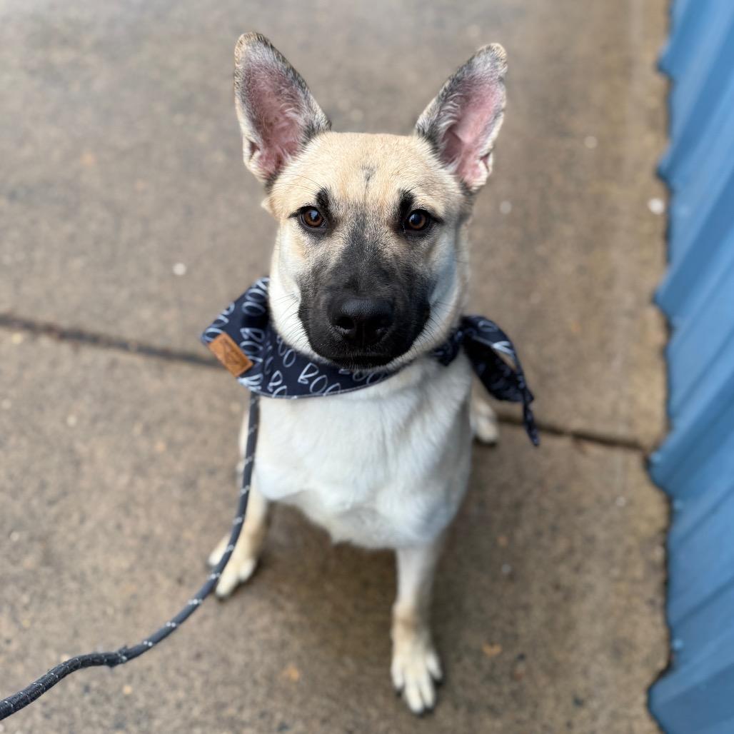 Emeril, a Adoptable mixed breed in Newberg, OR image 2/6