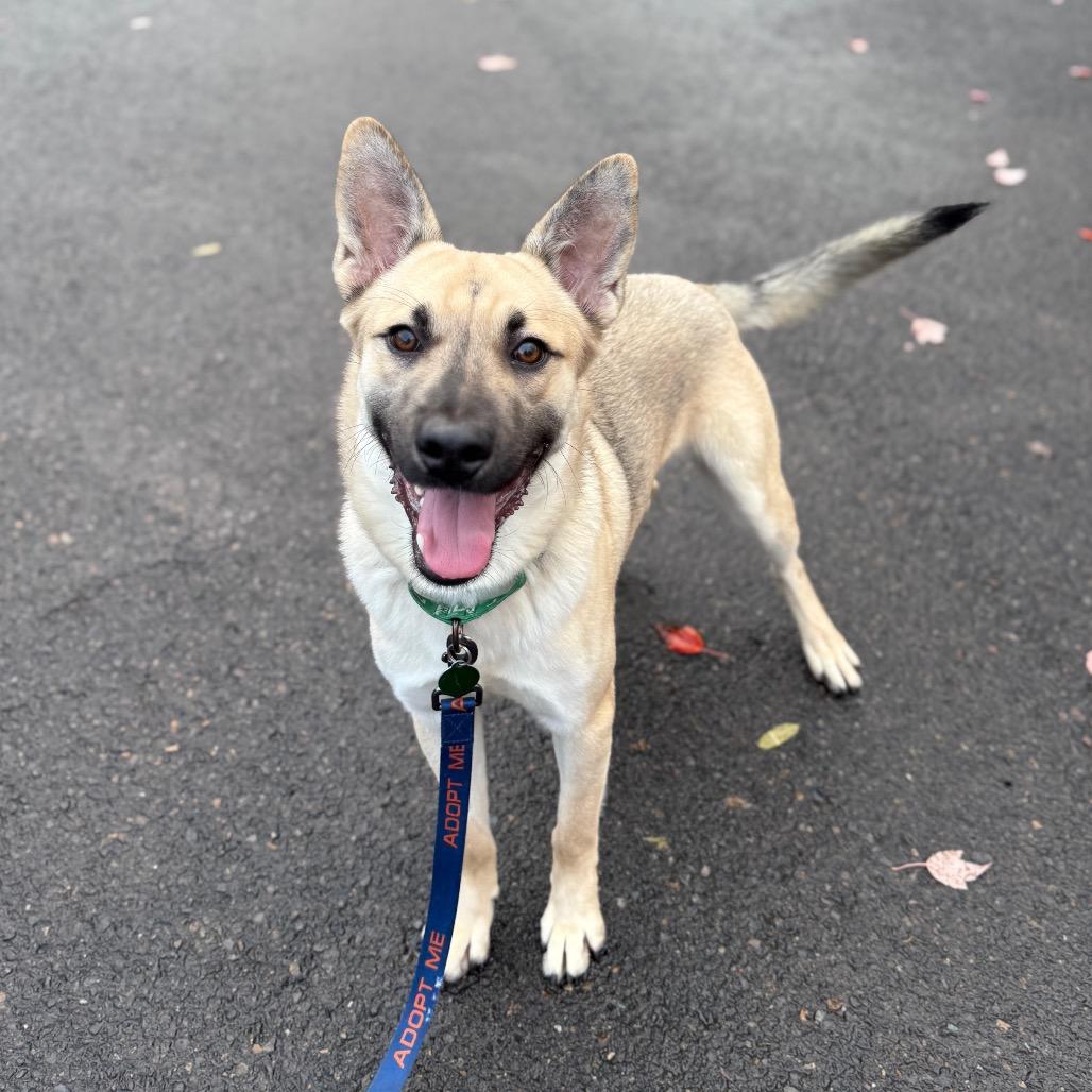 Emeril, a Adoptable mixed breed in Newberg, OR image 3/6