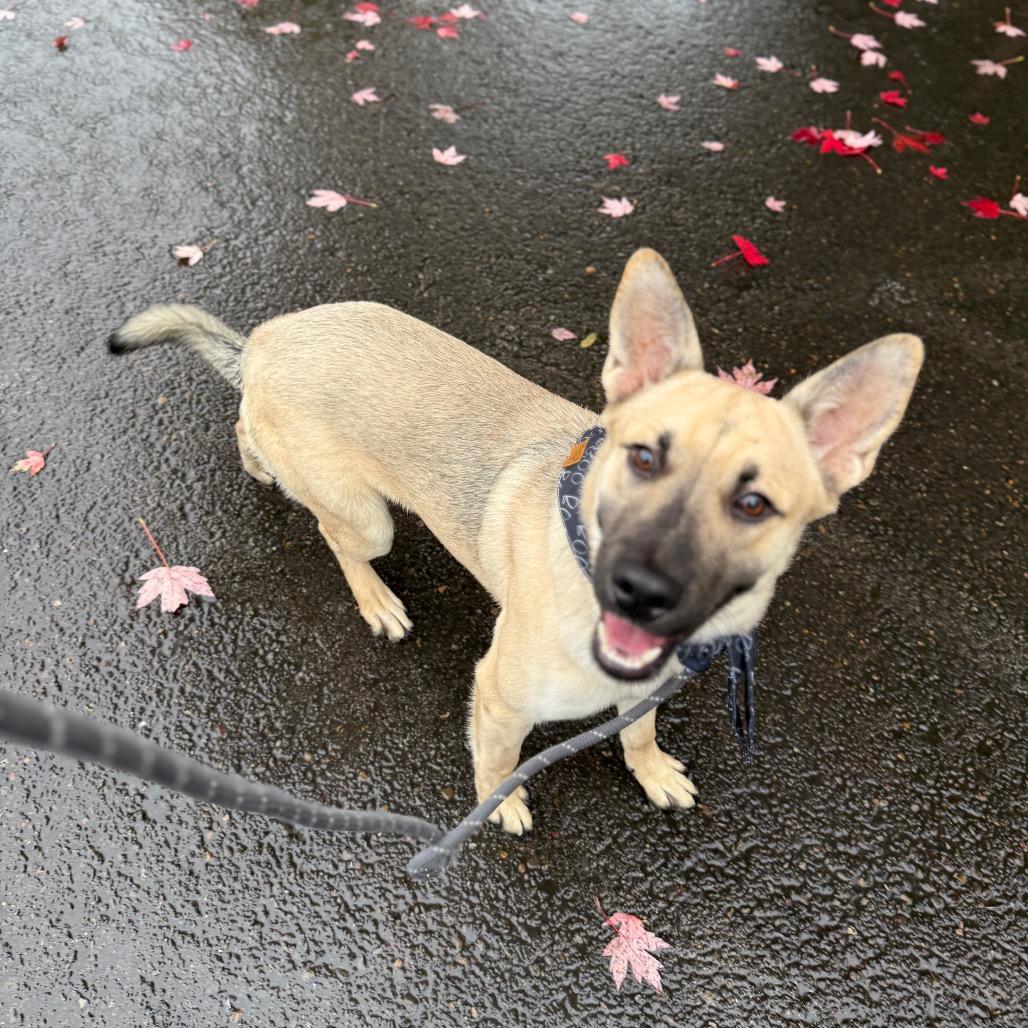 Emeril, a Adoptable mixed breed in Newberg, OR image 4/6