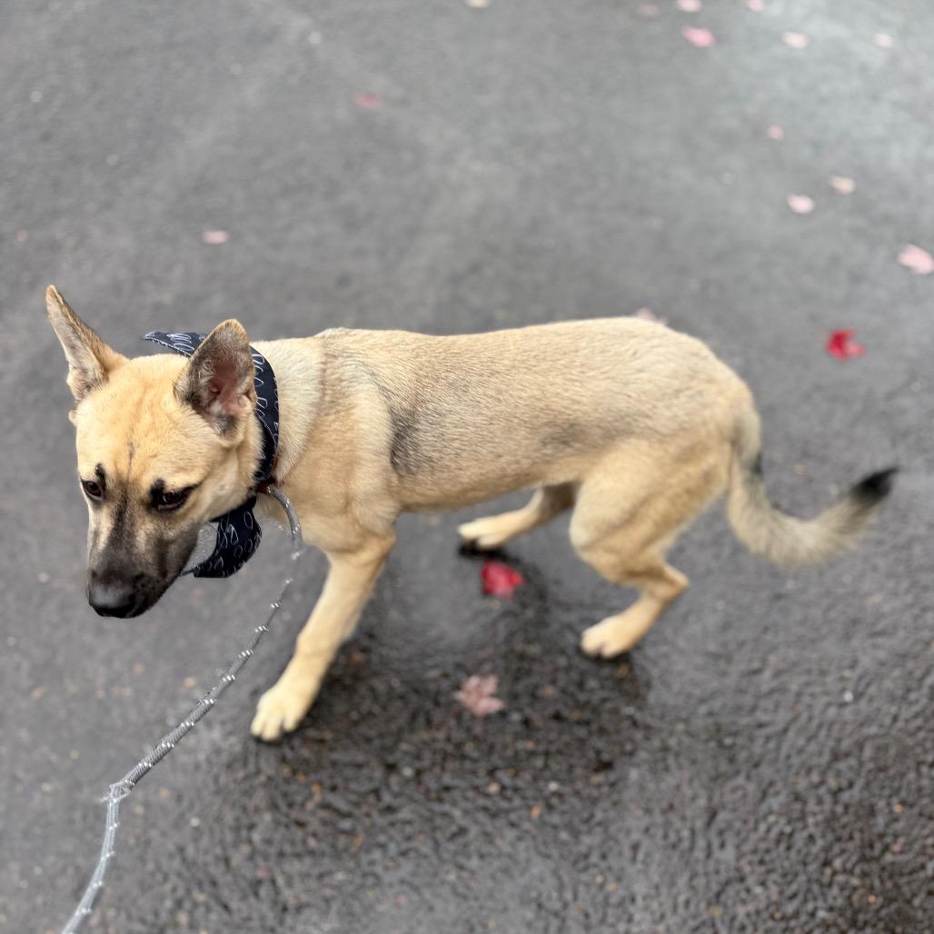Emeril, a Adoptable mixed breed in Newberg, OR image 5/6