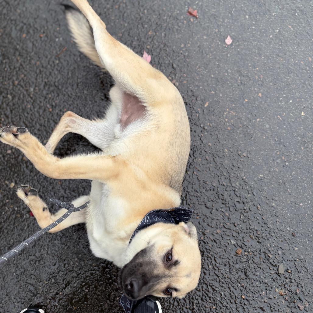 Emeril, a Adoptable mixed breed in Newberg, OR image 6/6