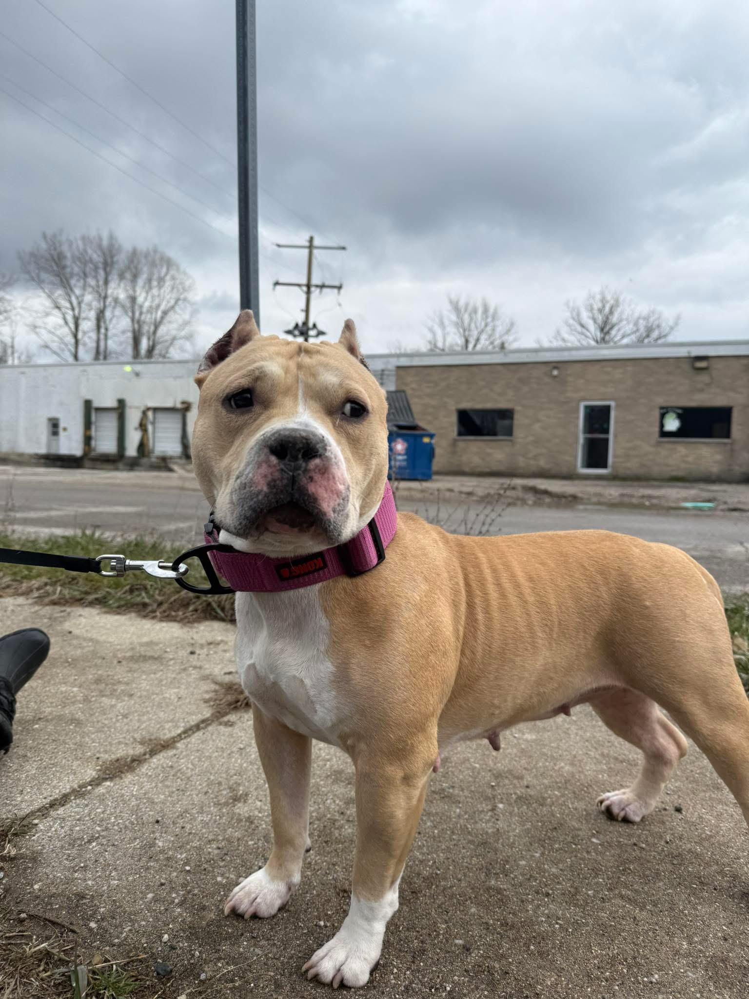Stella Luna, Adult Female Pit Bull Terrier