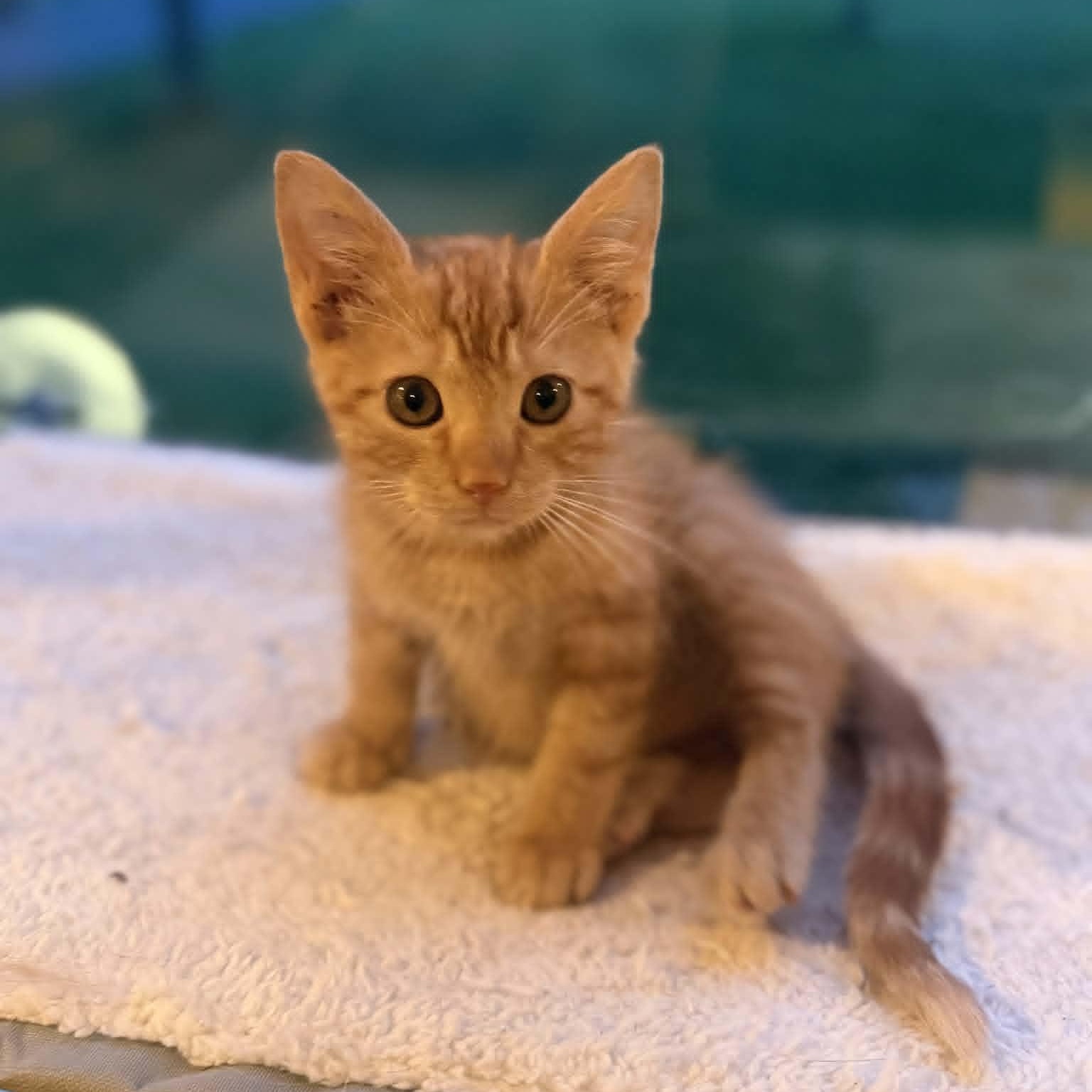 Enlarge Ian (In Foster), a ADOPTABLE Domestic Short Hair in Watertown, WI image 2/3