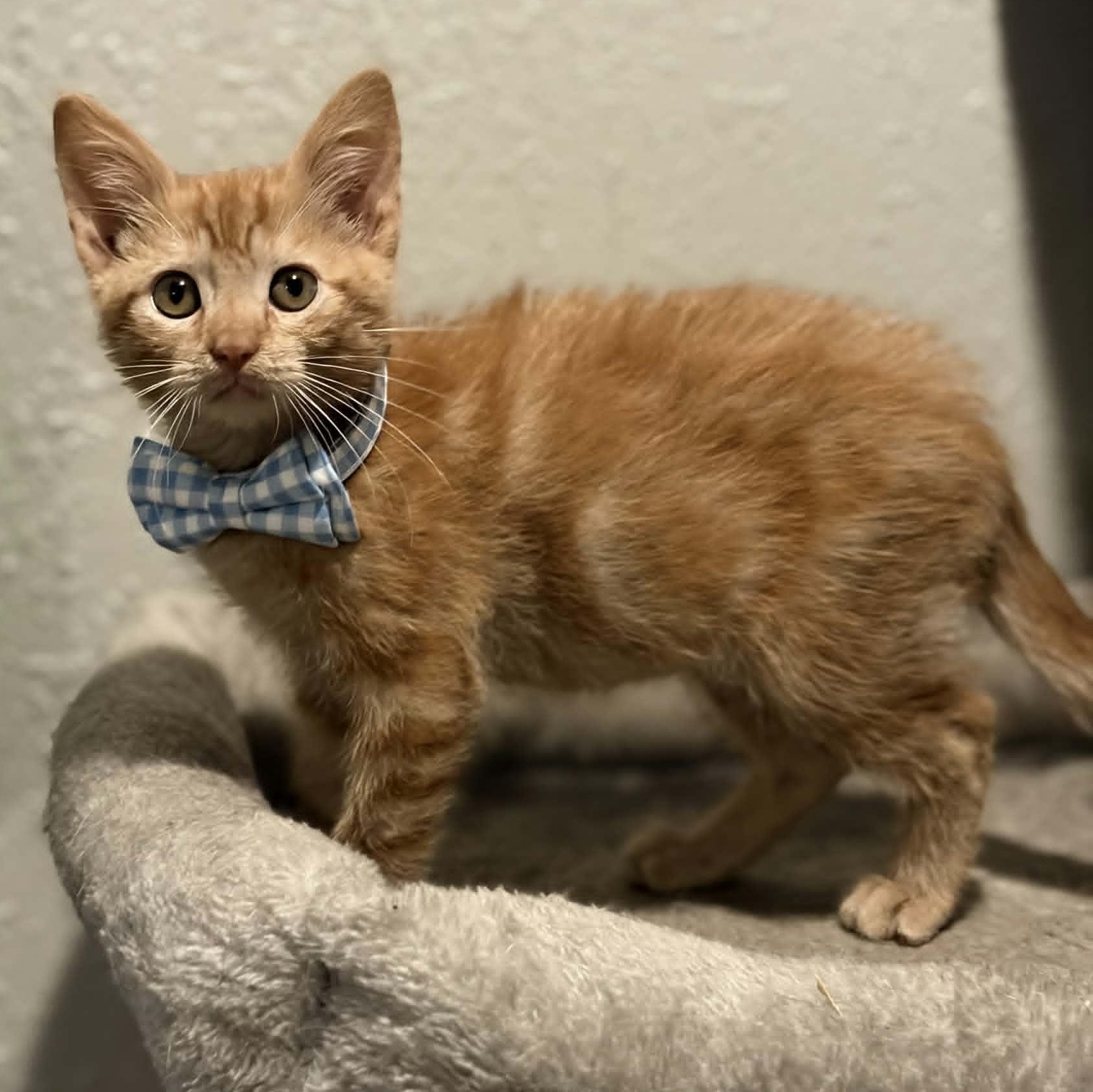 Enlarge Ian (In Foster), a ADOPTABLE Domestic Short Hair in Watertown, WI image 1/3