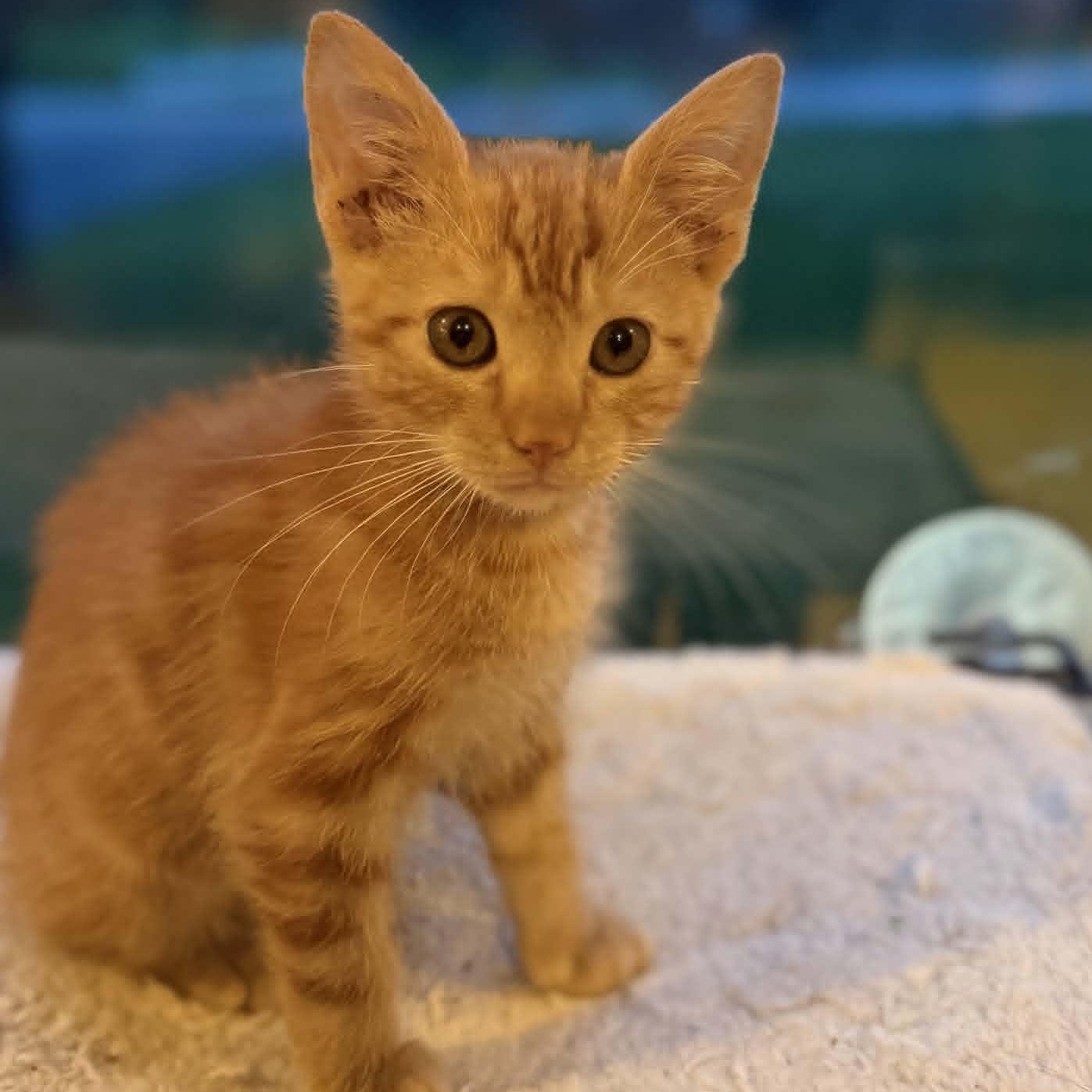 Enlarge Ian (In Foster), a ADOPTABLE Domestic Short Hair in Watertown, WI image 3/3