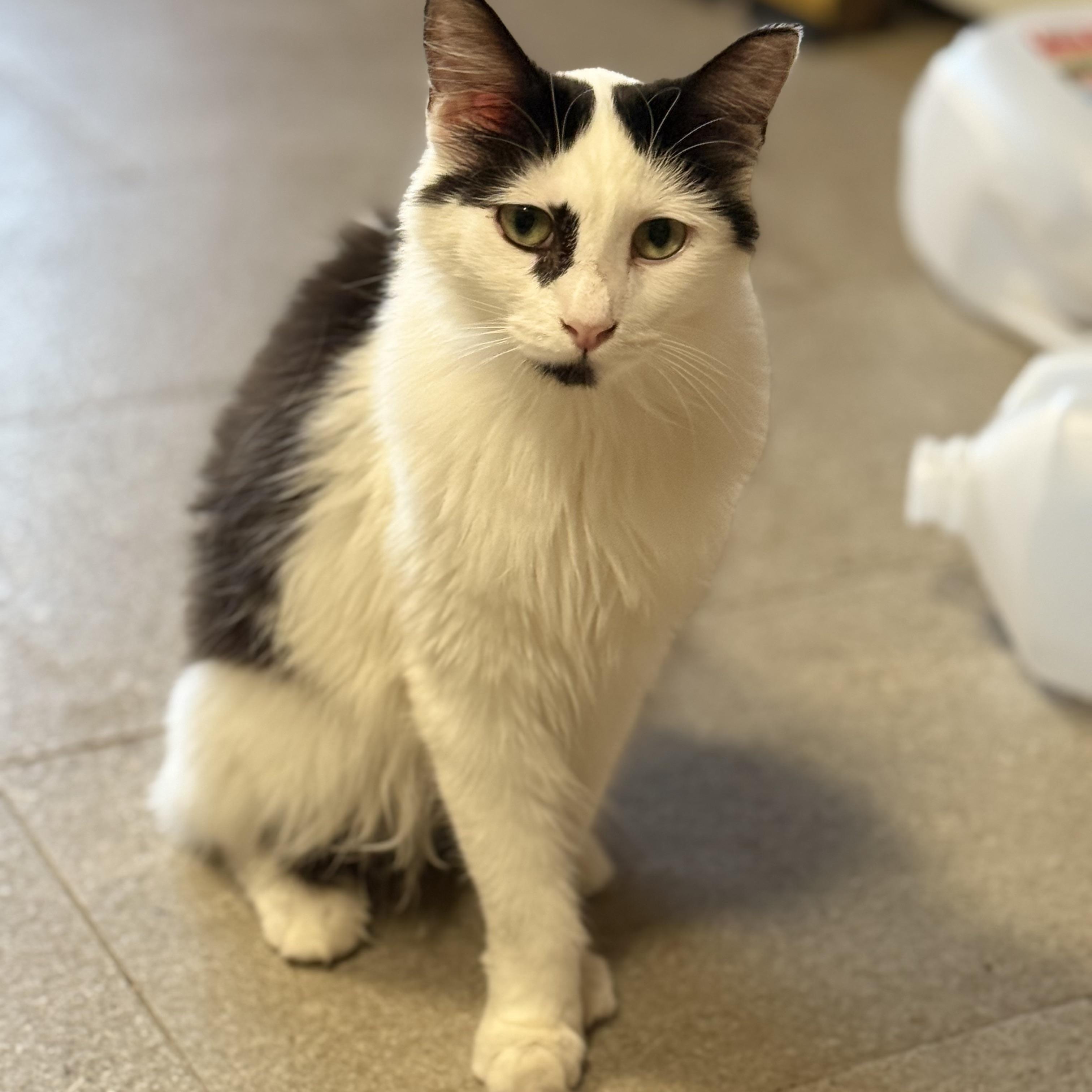 Ms. Sweetie Venus, a Adoptable Domestic Long Hair in Ridgefield, WA image 1/4