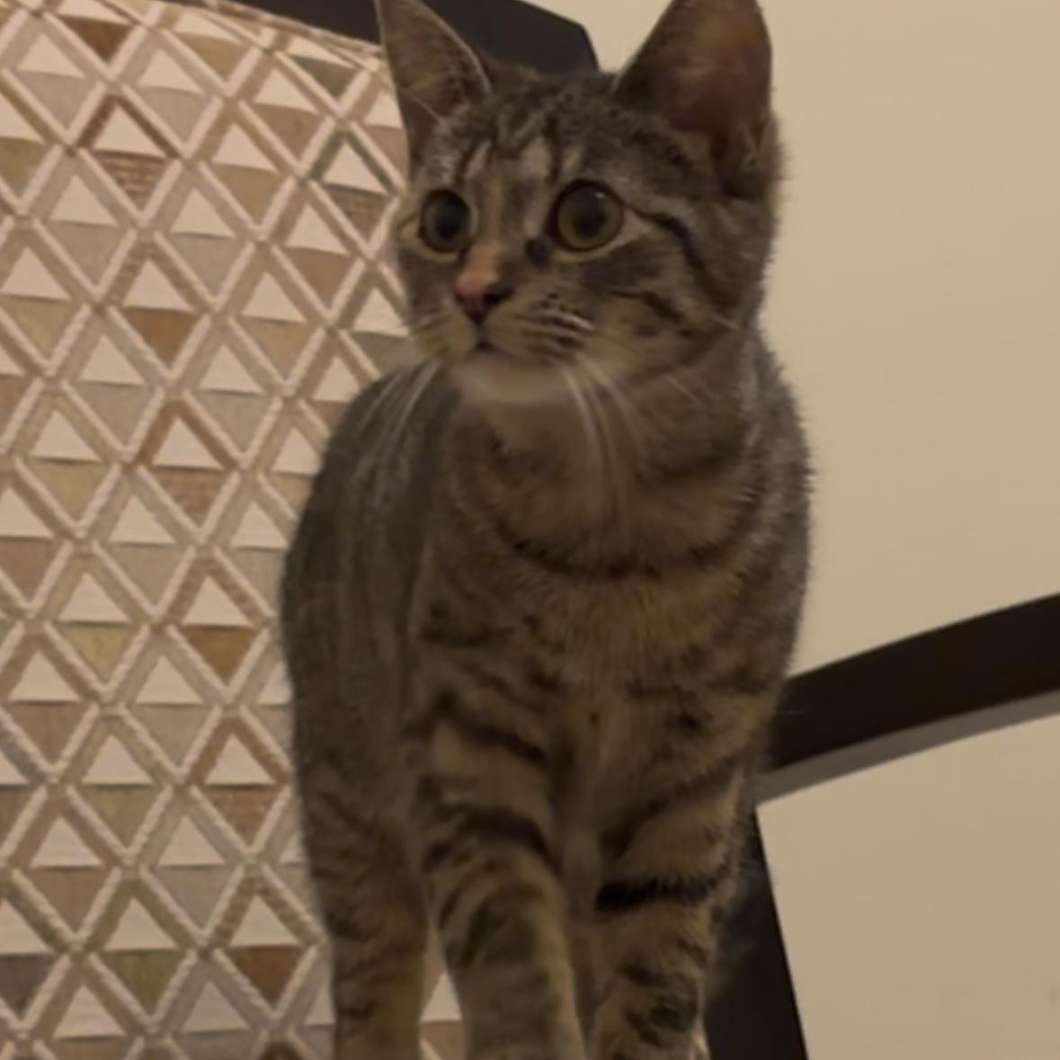 Holly, an adoptable Domestic Short Hair in Springfield, MO, 65804 | Photo Image 3