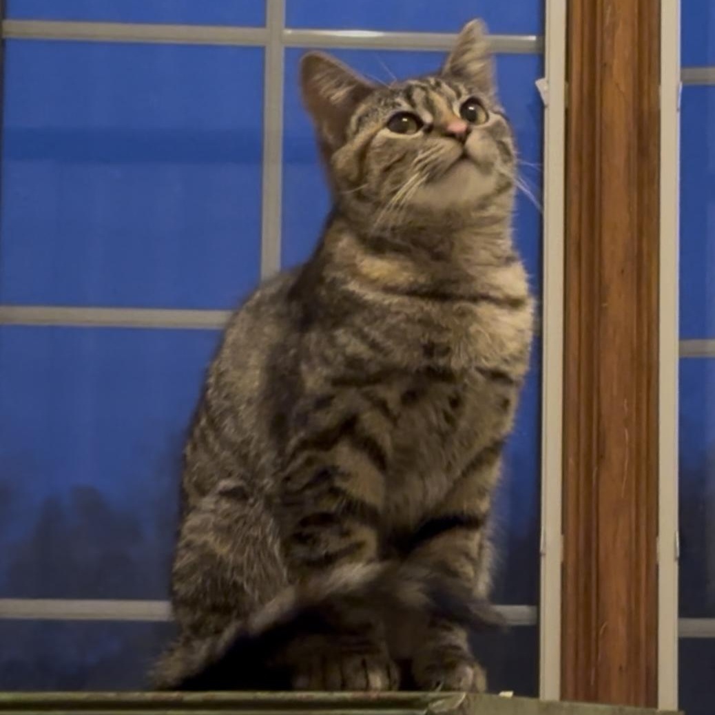 Holly, an adoptable Domestic Short Hair in Springfield, MO, 65804 | Photo Image 1