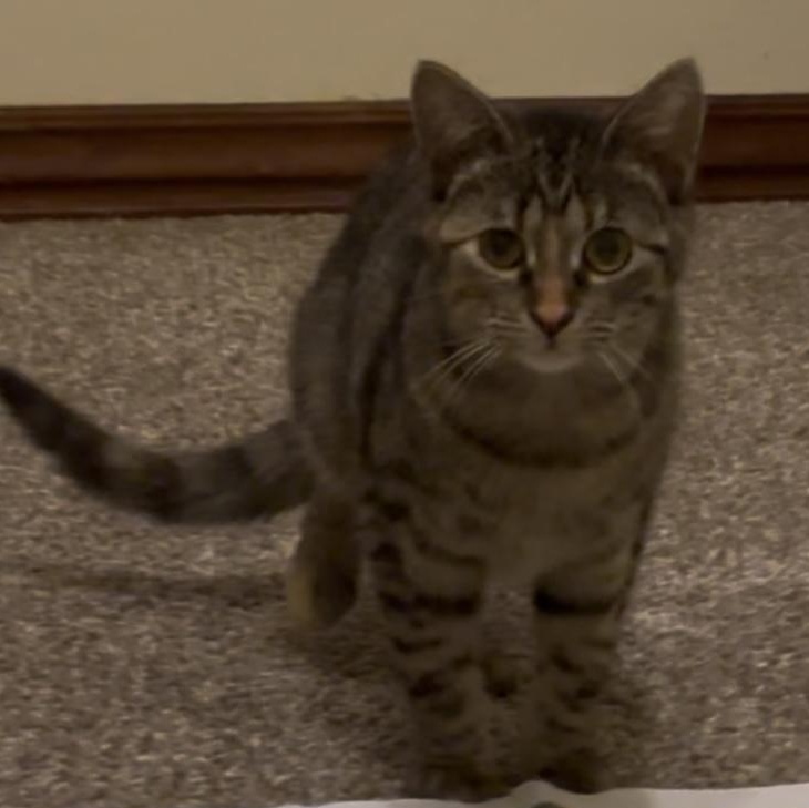 Holly, an adoptable Domestic Short Hair in Springfield, MO, 65804 | Photo Image 5