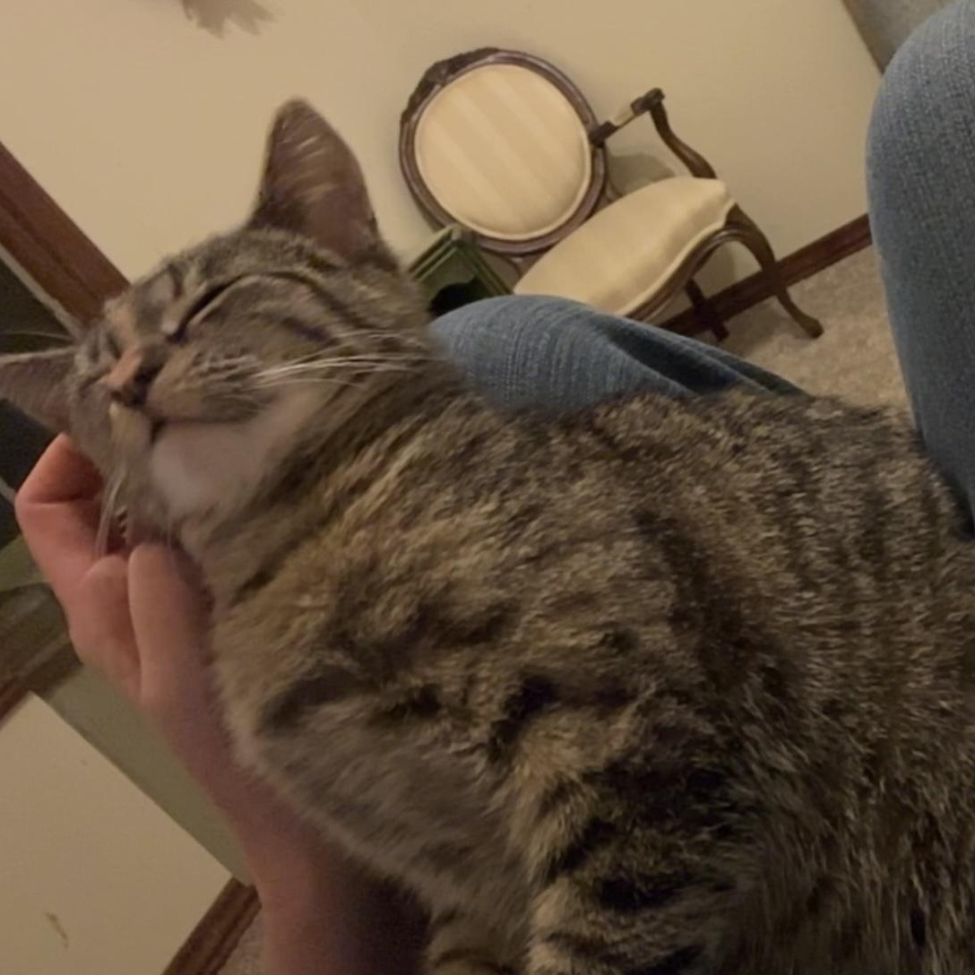 Holly, an adoptable Domestic Short Hair in Springfield, MO, 65804 | Photo Image 6