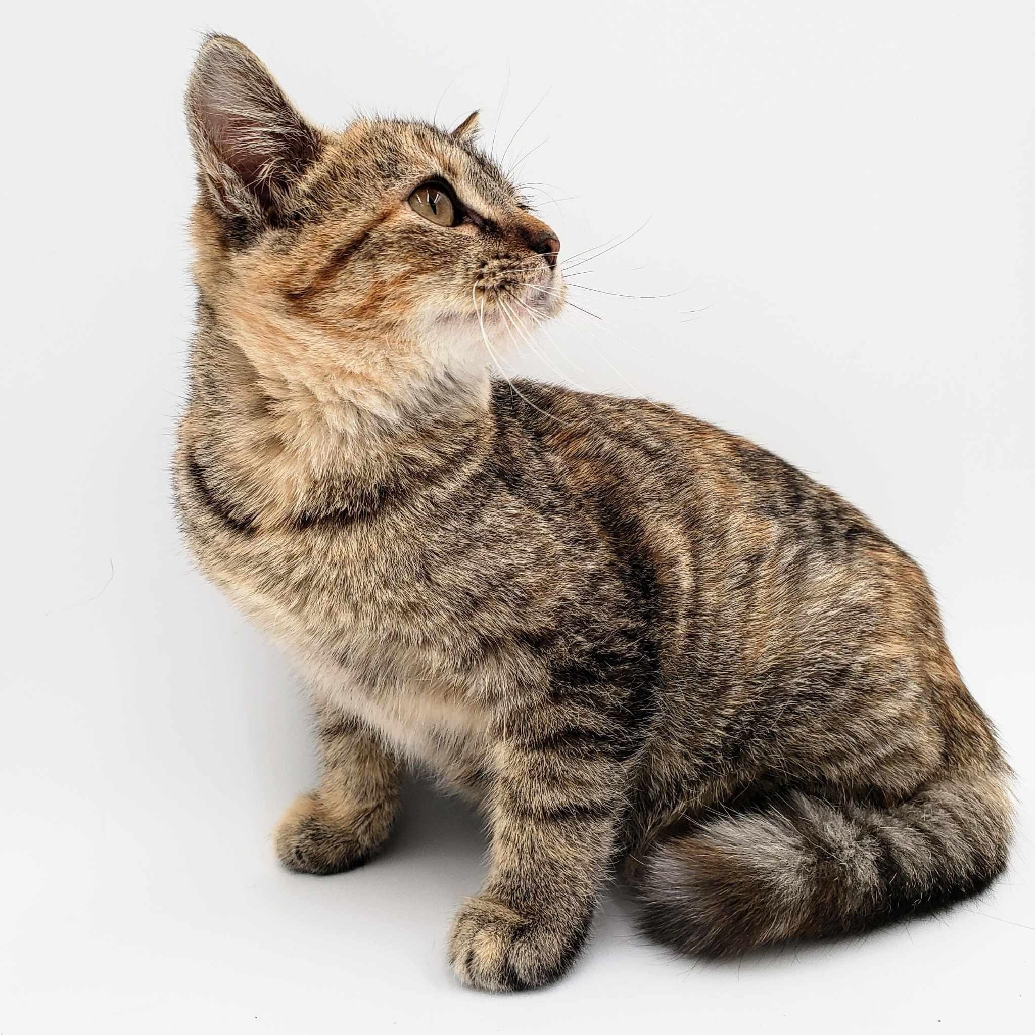 Holly, an adoptable Domestic Short Hair in Springfield, MO, 65804 | Photo Image 2