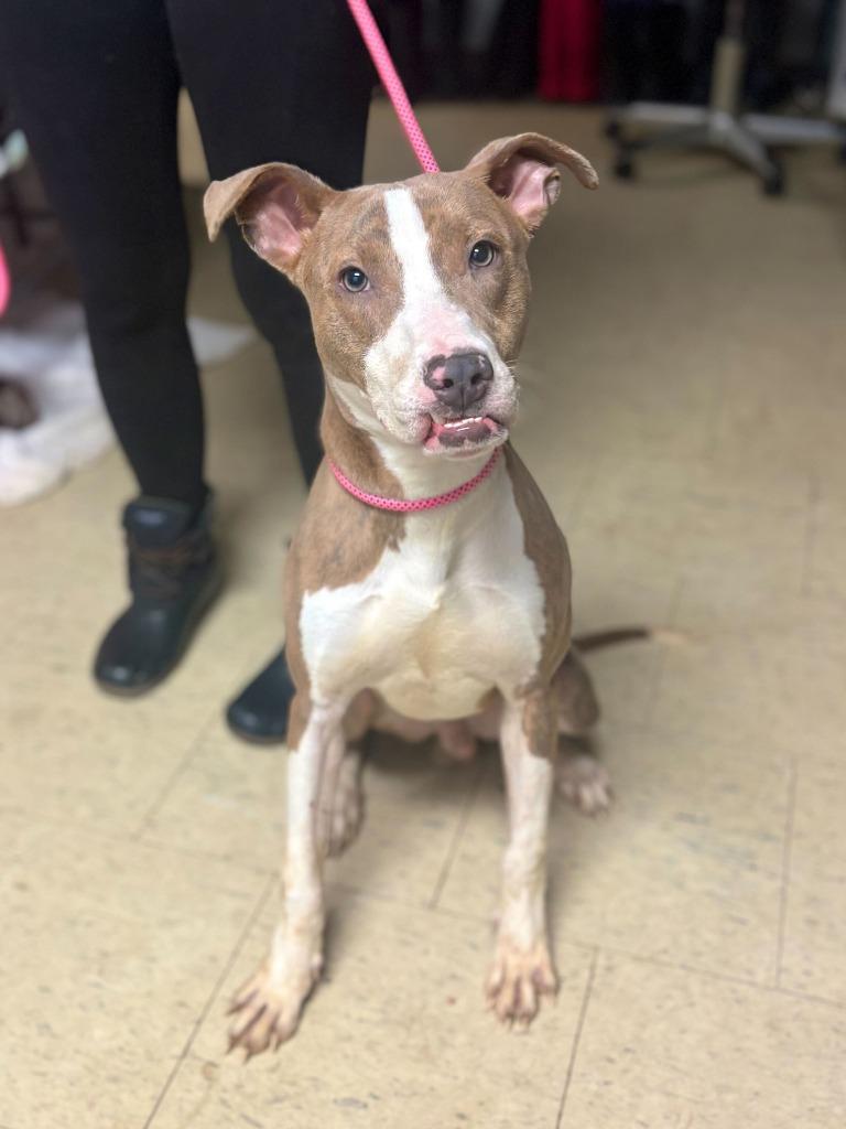 Snorlax, Adoptable, Adult Male Pit Bull Terrier & Mixed Breed.