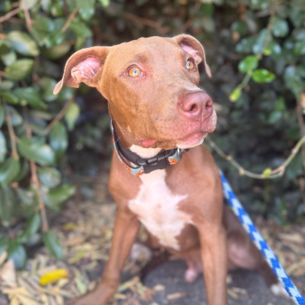 Darwin, Adoptable, Young Male Pit Bull Terrier & Mixed Breed.