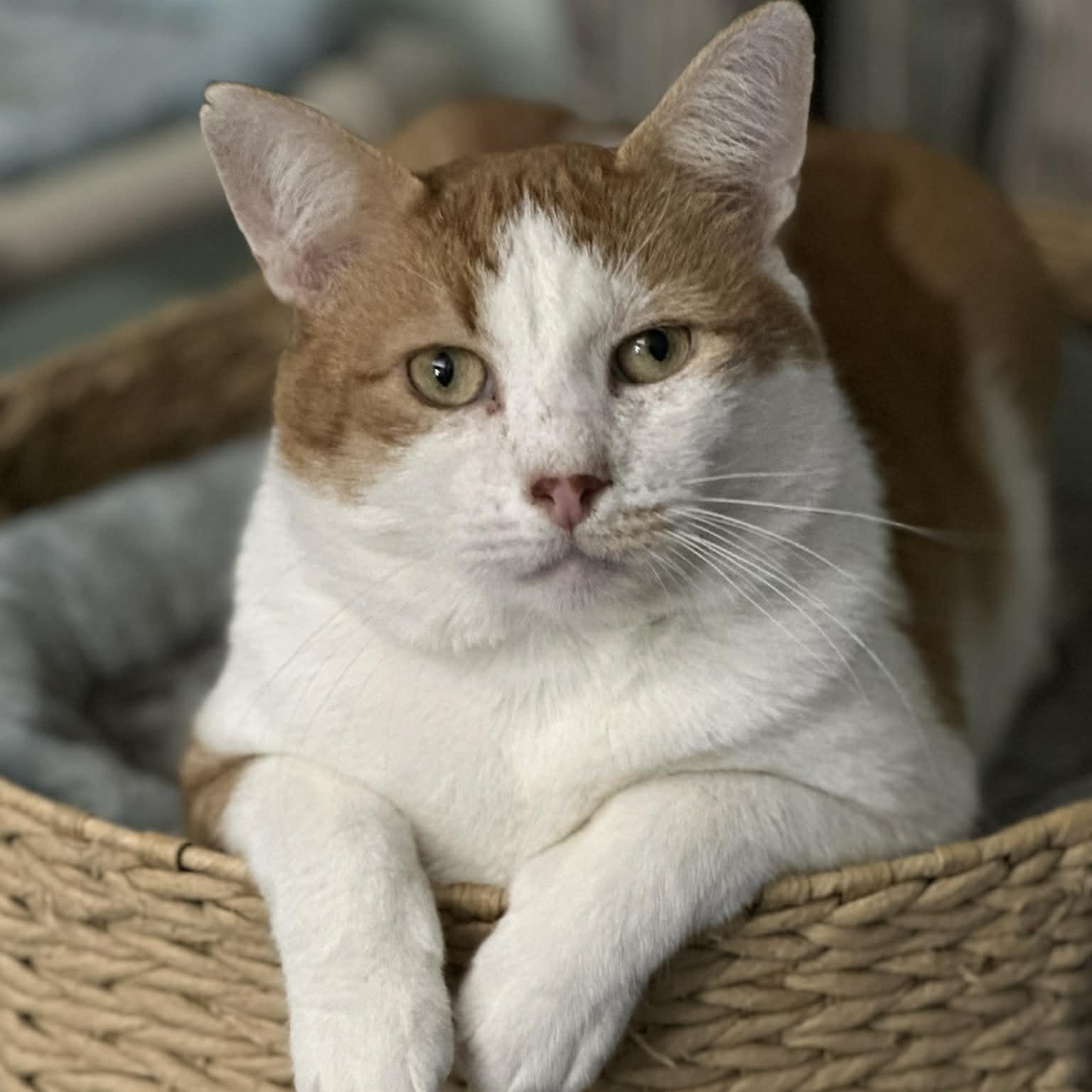 Armstrong (Big Mush/Lap Cat), ADOPTABLE, Young Male Domestic Short Hair.
