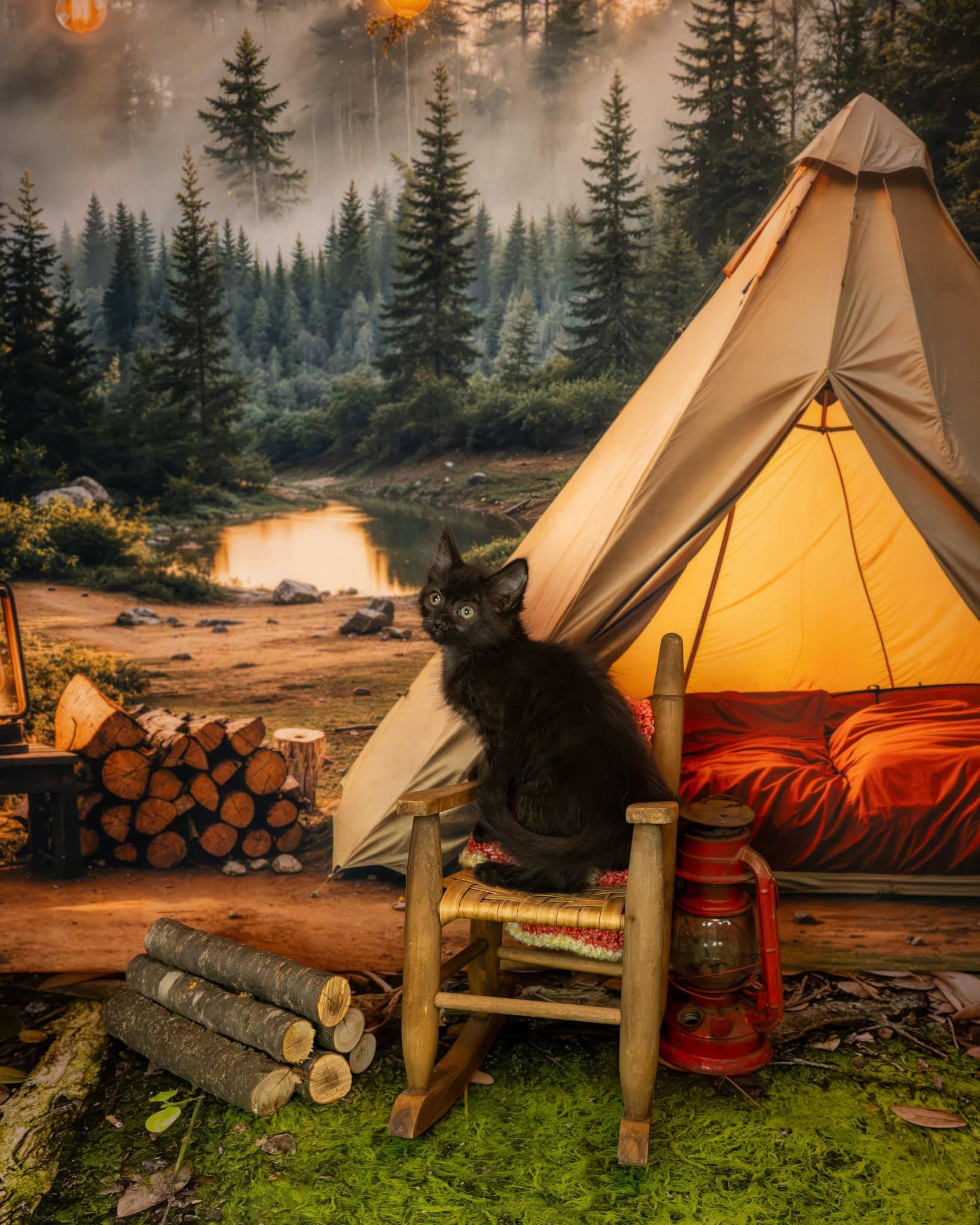 Mickey, an adopted Domestic Medium Hair in Lapeer, MI image 2/3