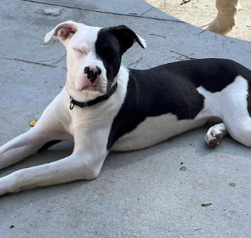 Snagglefoot, Adoptable, Adult Male Pit Bull Terrier.