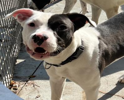 Snagglefoot, a Adoptable Pit Bull Terrier in Roswell, GA image 2/2