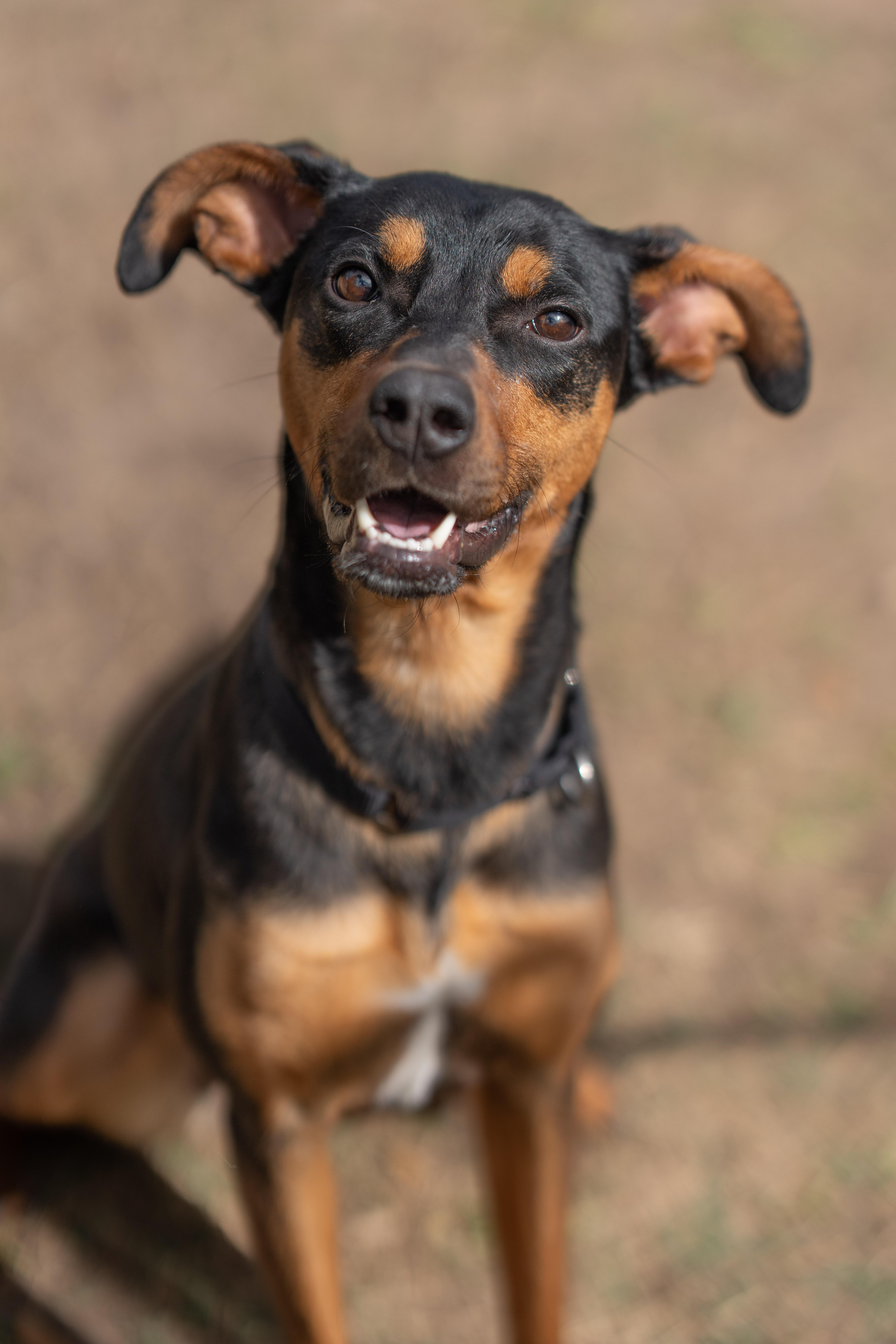 Lyric, a Adoptable mixed breed in Dripping Springs, TX image 1/4